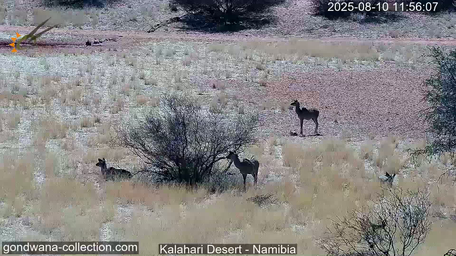 Natural Life in the Kalahari Desert (Gondwana Kalahari Park)  Live Cam - Mariental, Hardap, Namibia