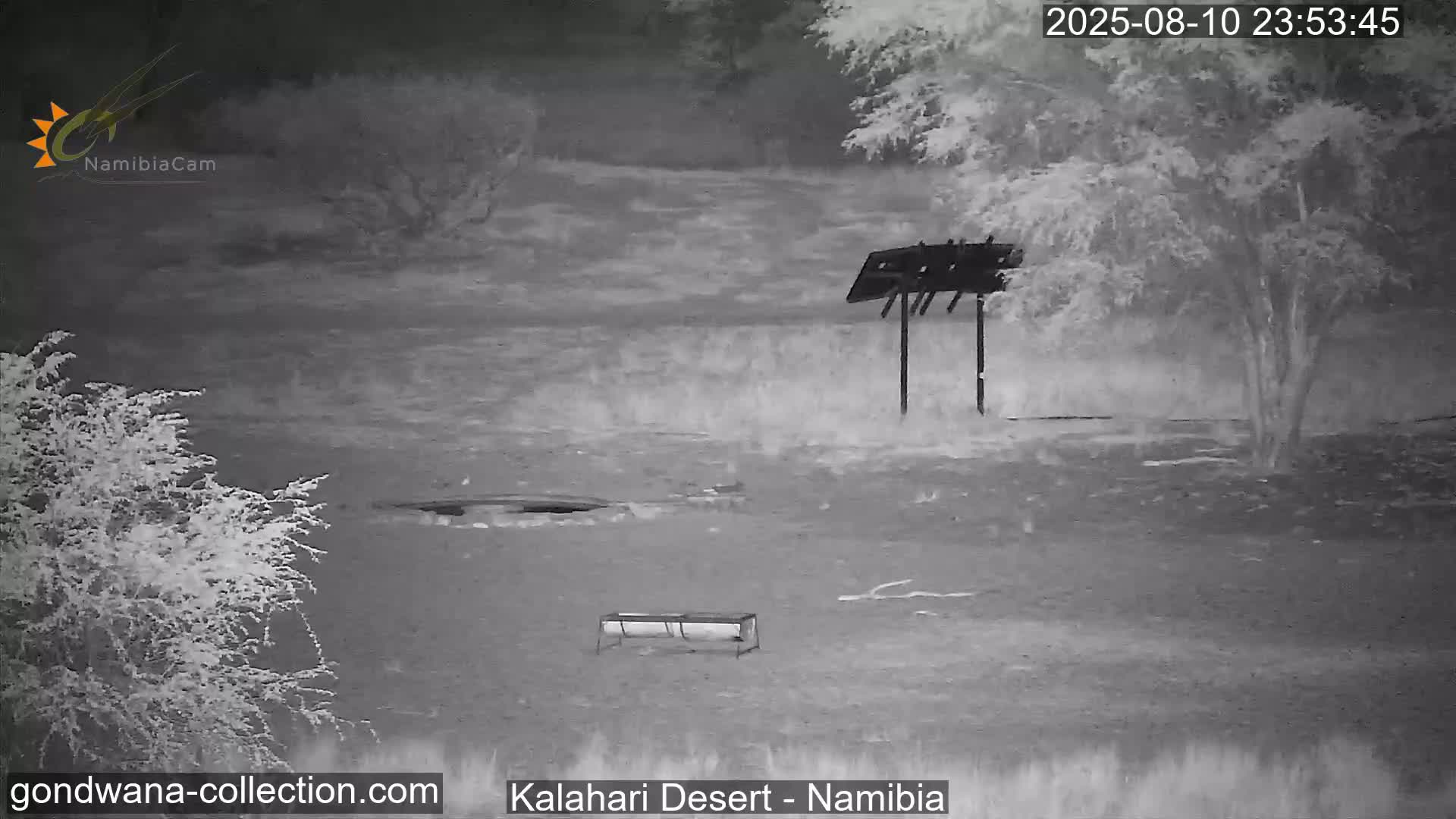 Natural Life in the Kalahari Desert (Gondwana Kalahari Park)  Live Cam - Mariental, Hardap, Namibia