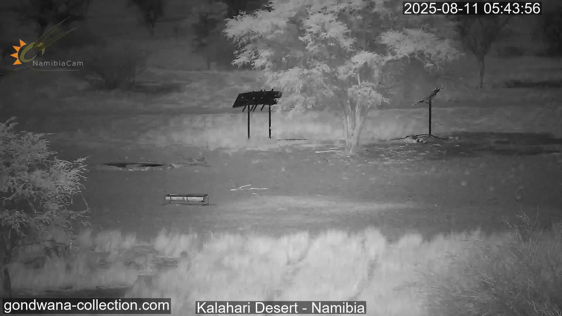 Natural Life in the Kalahari Desert (Gondwana Kalahari Park)  Live Cam - Mariental, Hardap, Namibia