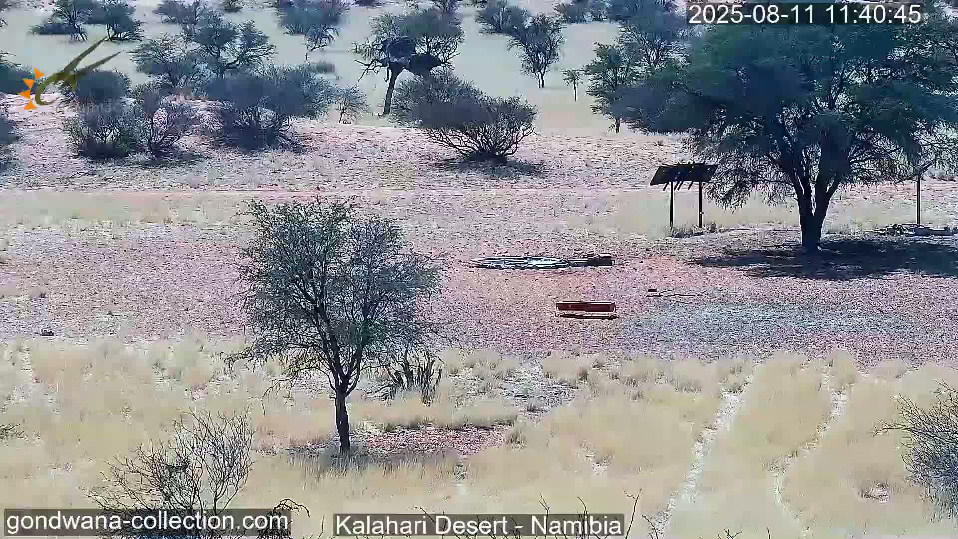 Natural Life in the Kalahari Desert (Gondwana Kalahari Park)  Live Cam - Mariental, Hardap, Namibia