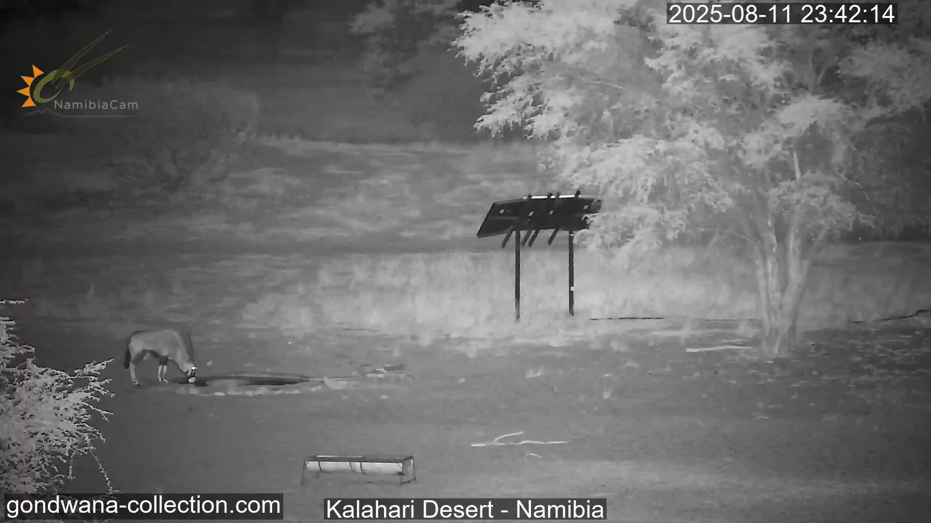 Natural Life in the Kalahari Desert (Gondwana Kalahari Park)  Live Cam - Mariental, Hardap, Namibia