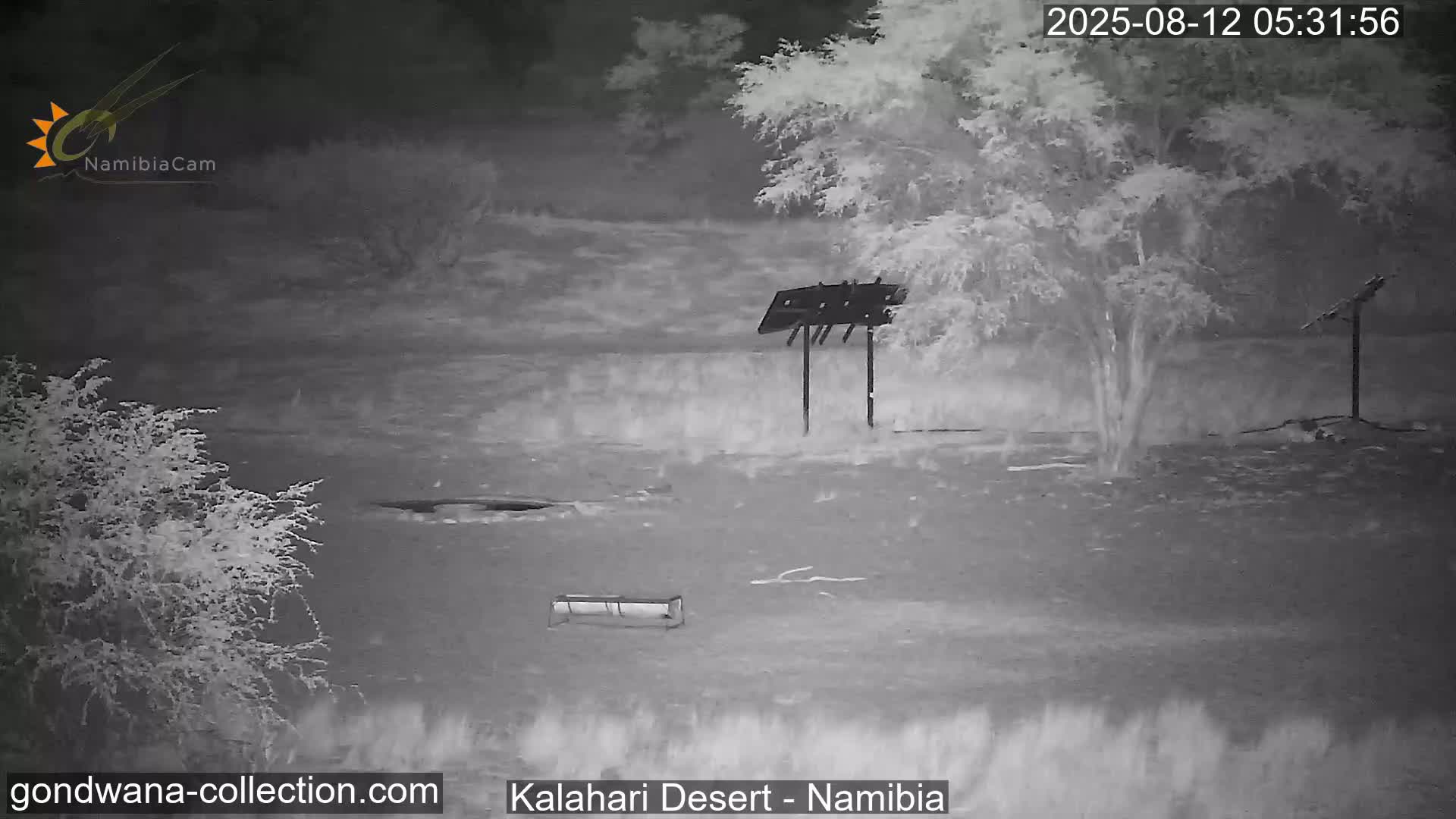 Natural Life in the Kalahari Desert (Gondwana Kalahari Park)  Live Cam - Mariental, Hardap, Namibia