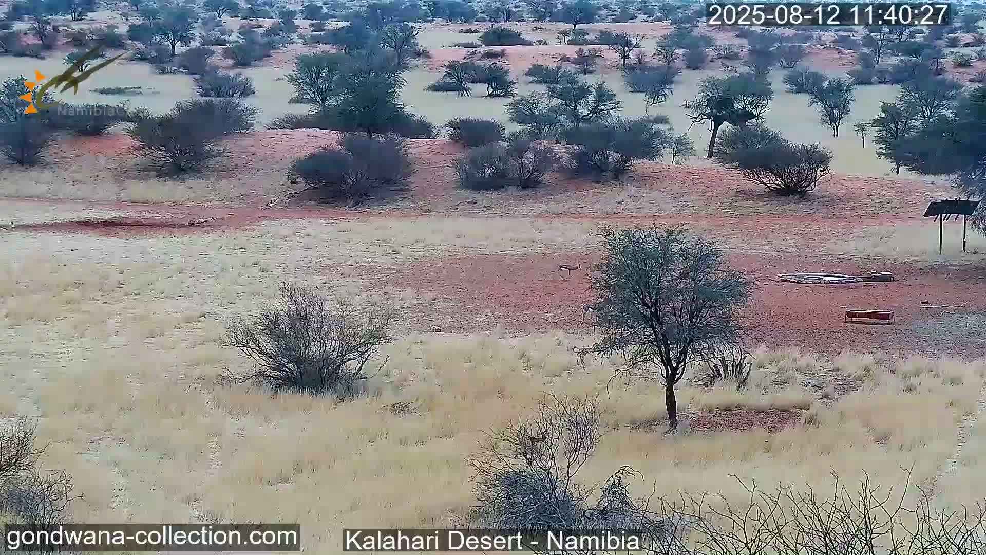 Natural Life in the Kalahari Desert (Gondwana Kalahari Park)  Live Cam - Mariental, Hardap, Namibia