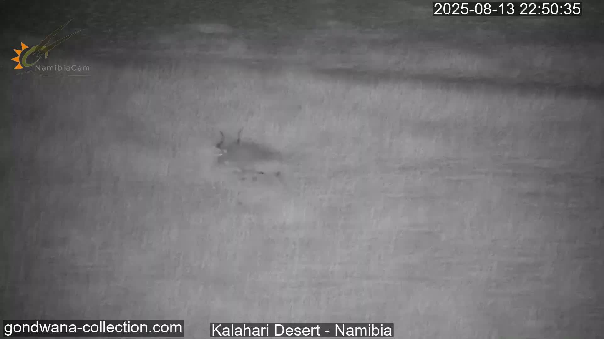 Natural Life in the Kalahari Desert (Gondwana Kalahari Park)  Live Cam - Mariental, Hardap, Namibia