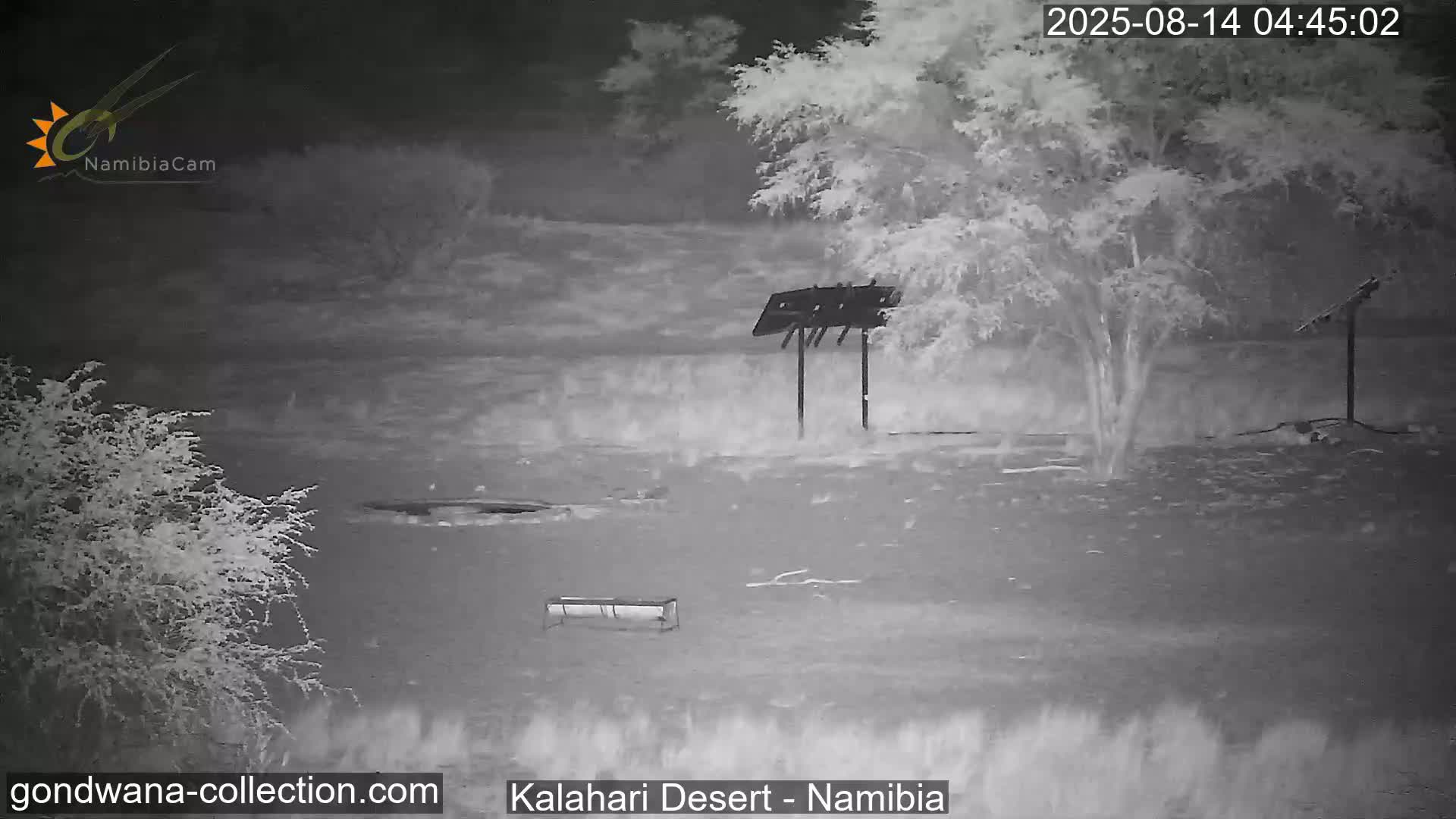 Natural Life in the Kalahari Desert (Gondwana Kalahari Park)  Live Cam - Mariental, Hardap, Namibia