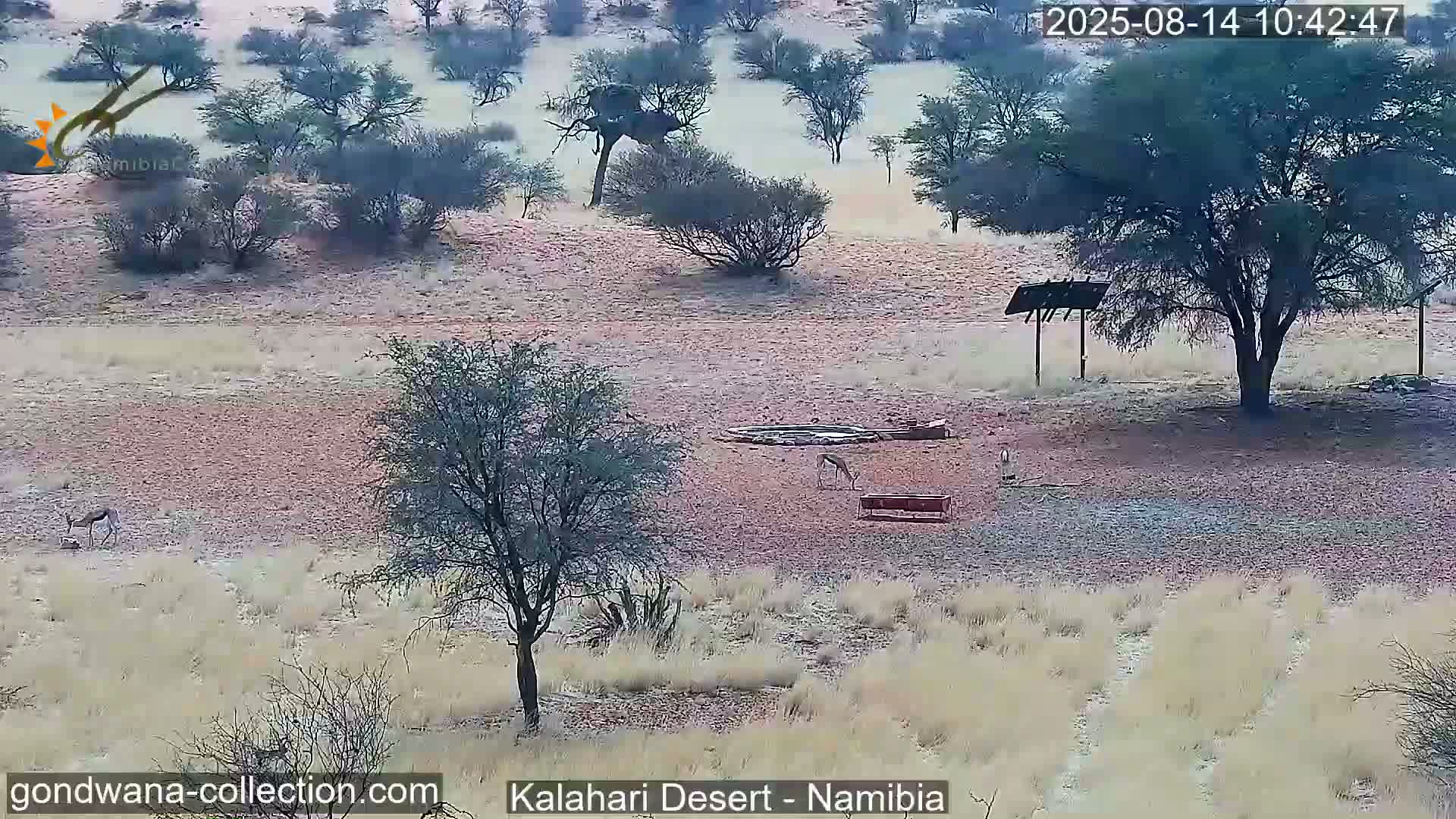 Natural Life in the Kalahari Desert (Gondwana Kalahari Park)  Live Cam - Mariental, Hardap, Namibia