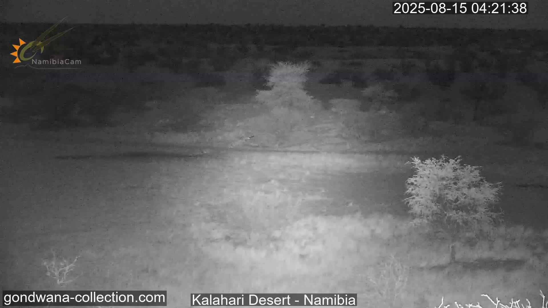 Natural Life in the Kalahari Desert (Gondwana Kalahari Park)  Live Cam - Mariental, Hardap, Namibia