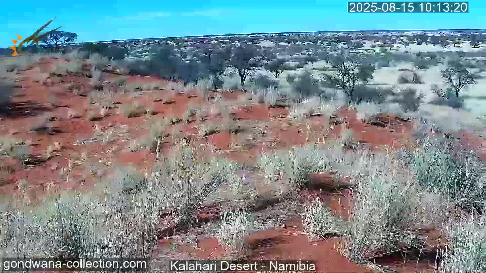 Natural Life in the Kalahari Desert (Gondwana Kalahari Park)  Live Cam - Mariental, Hardap, Namibia