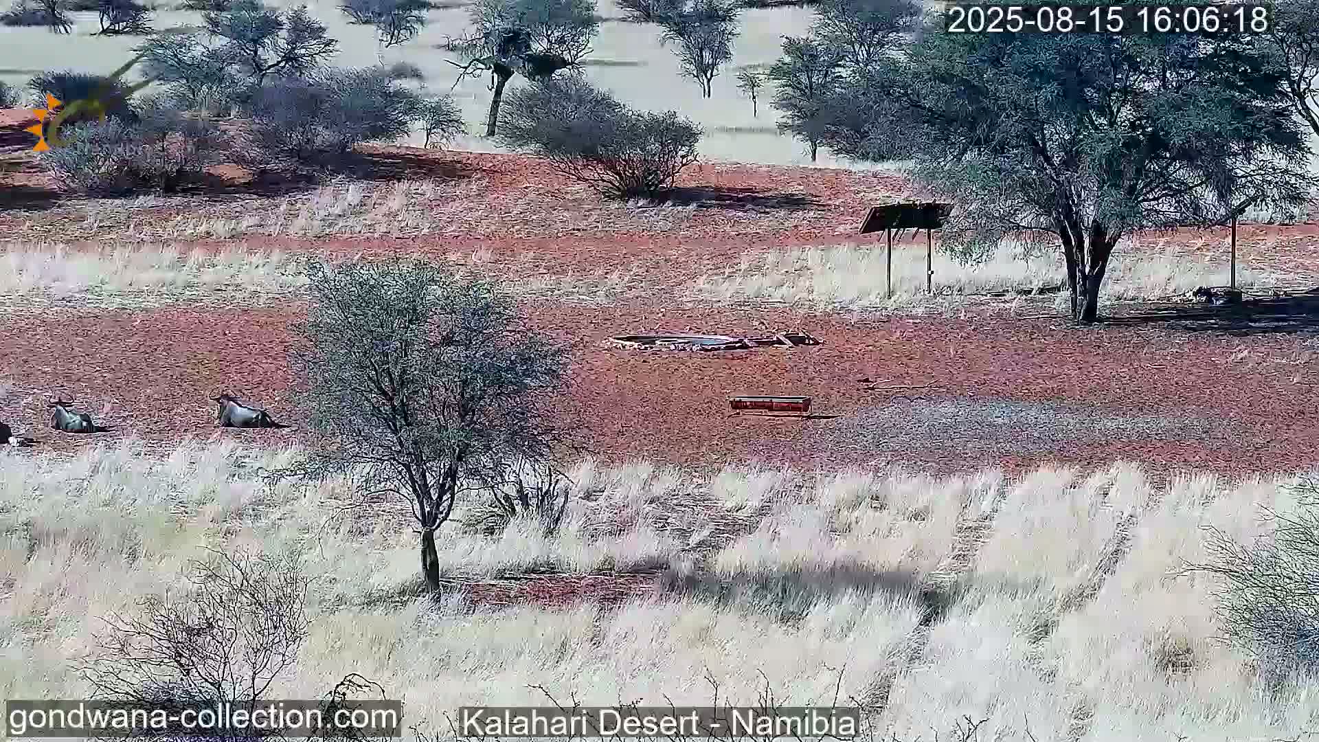 Natural Life in the Kalahari Desert (Gondwana Kalahari Park)  Live Cam - Mariental, Hardap, Namibia