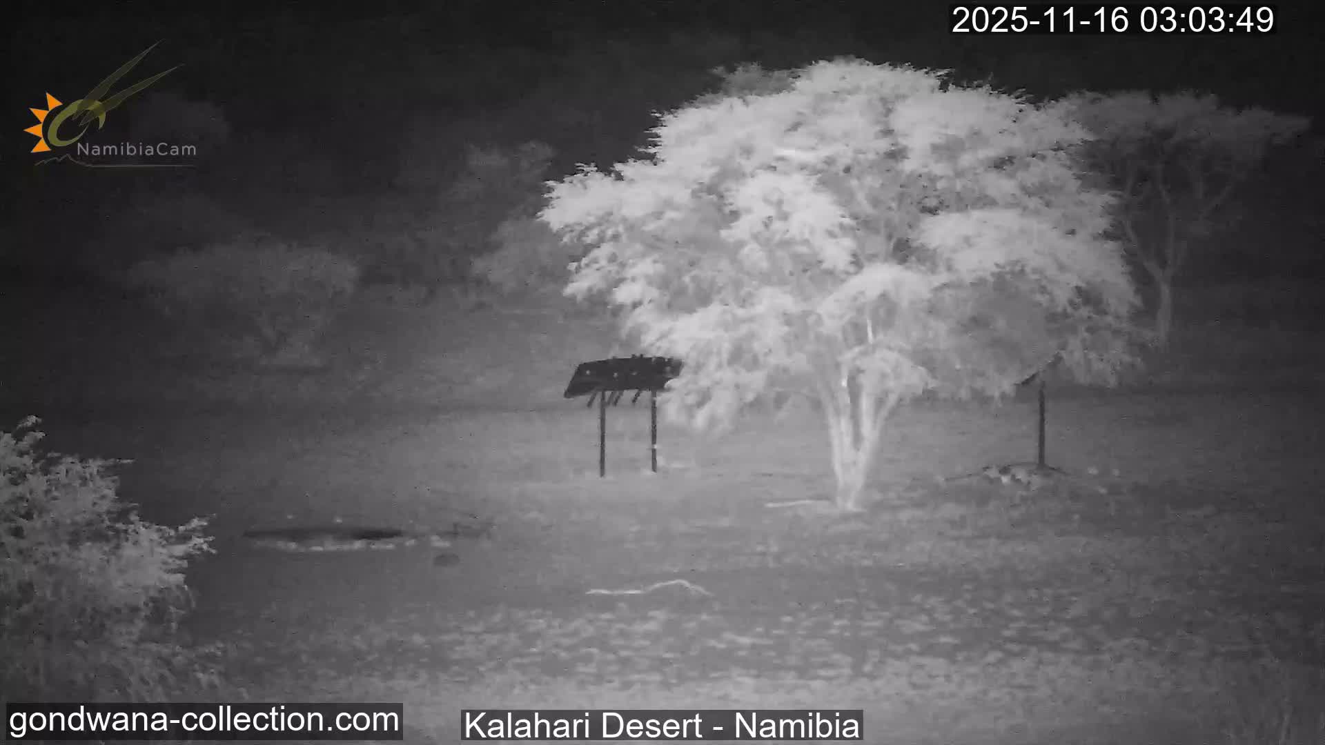 Natural Life in the Kalahari Desert (Gondwana Kalahari Park)  Live Cam - Mariental, Hardap, Namibia