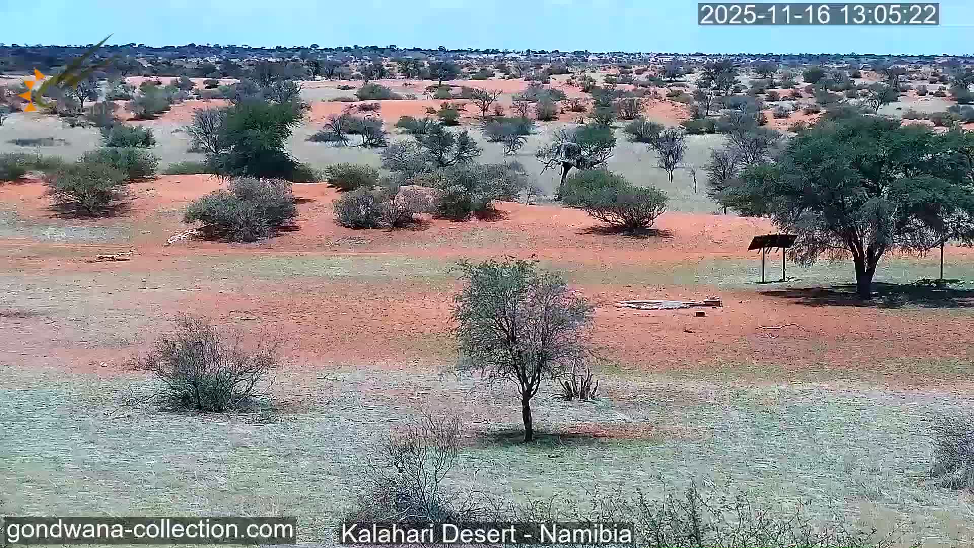 Natural Life in the Kalahari Desert (Gondwana Kalahari Park)  Live Cam - Mariental, Hardap, Namibia