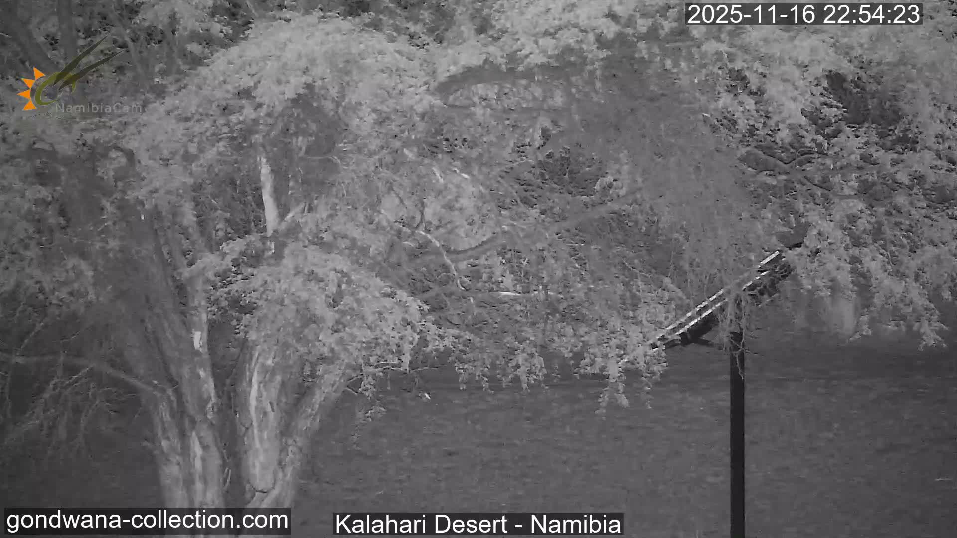 Natural Life in the Kalahari Desert (Gondwana Kalahari Park)  Live Cam - Mariental, Hardap, Namibia