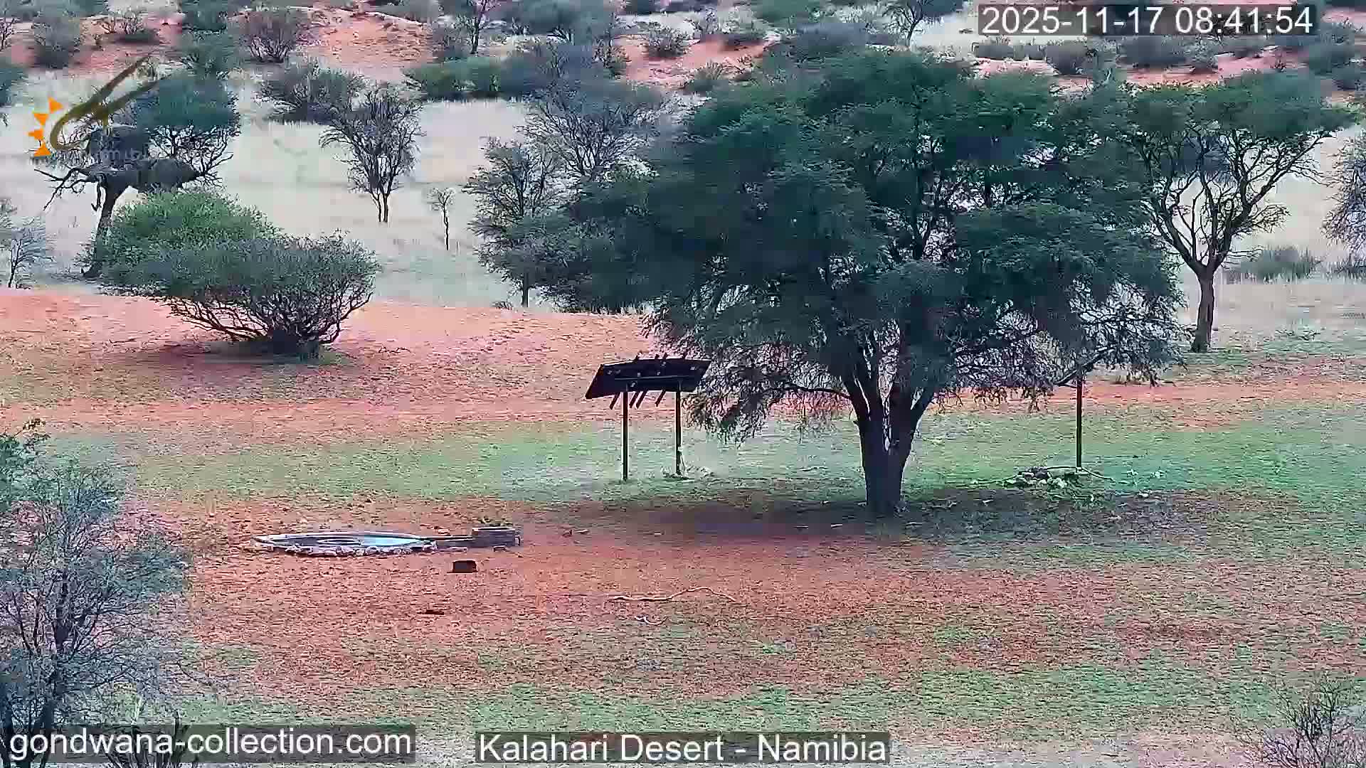 Natural Life in the Kalahari Desert (Gondwana Kalahari Park)  Live Cam - Mariental, Hardap, Namibia