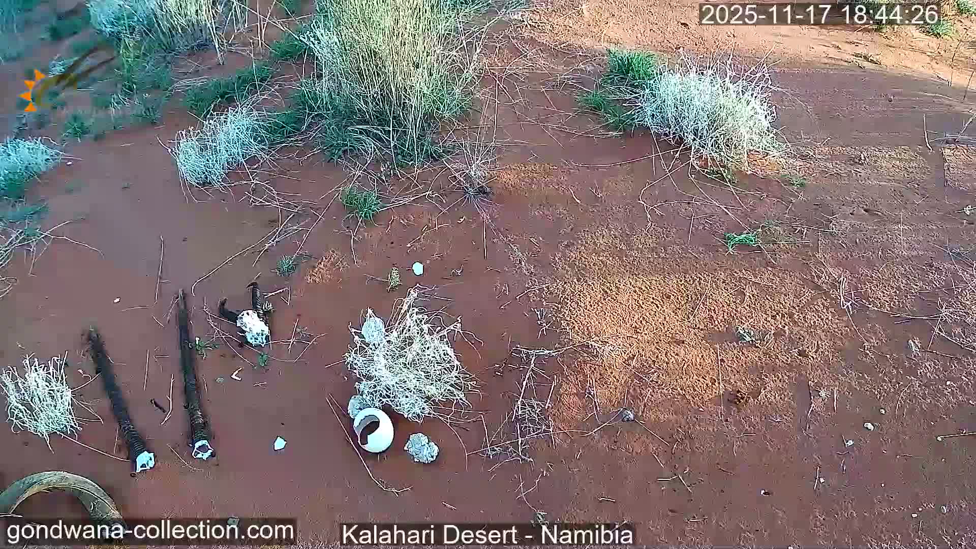 Natural Life in the Kalahari Desert (Gondwana Kalahari Park)  Live Cam - Mariental, Hardap, Namibia