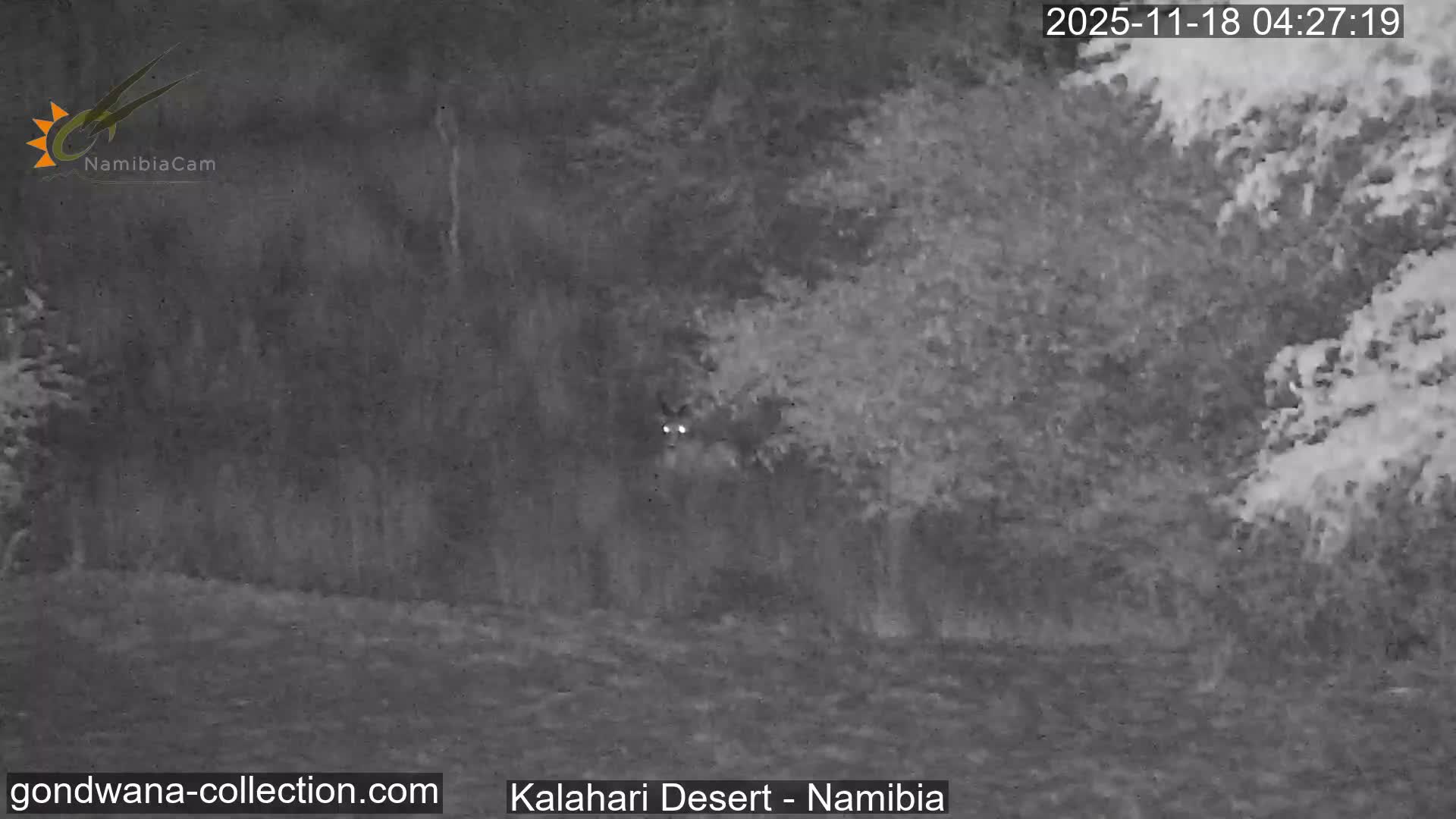 Natural Life in the Kalahari Desert (Gondwana Kalahari Park)  Live Cam - Mariental, Hardap, Namibia