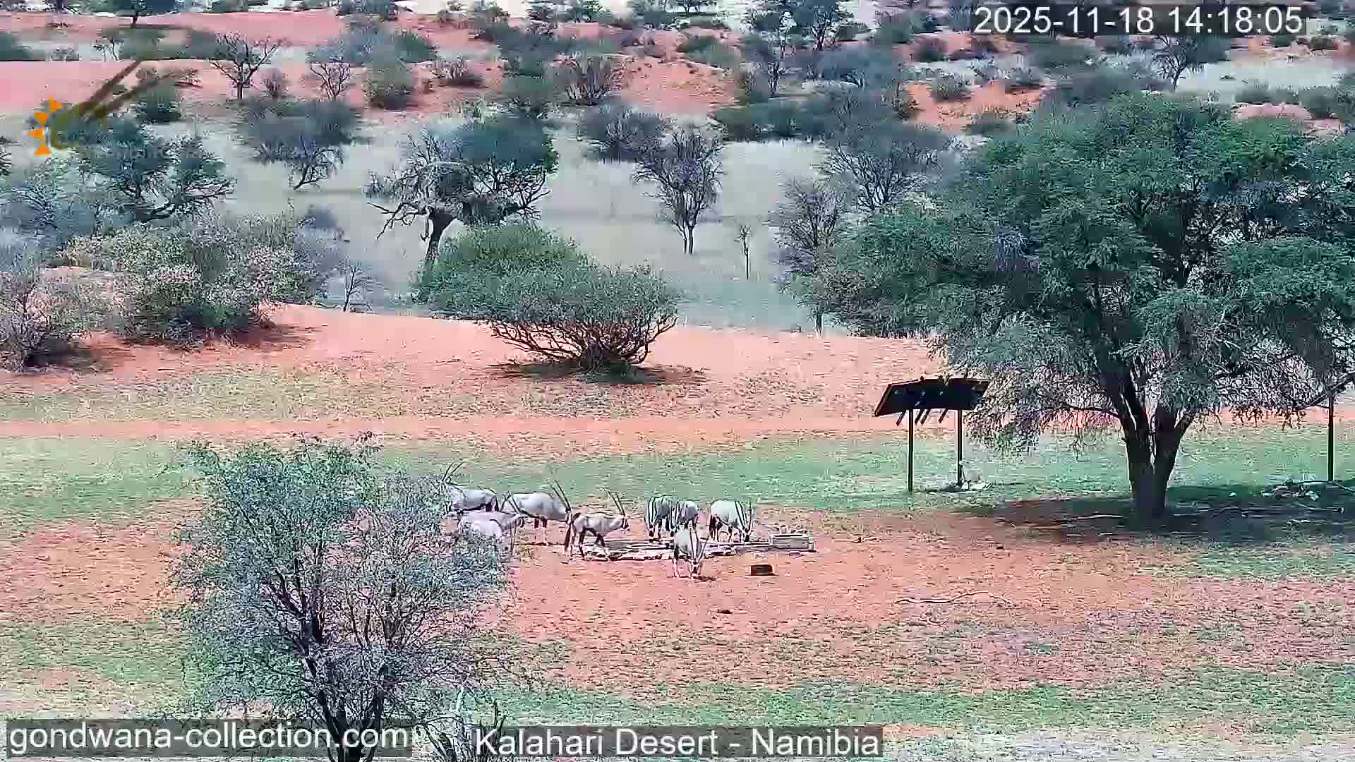 Natural Life in the Kalahari Desert (Gondwana Kalahari Park)  Live Cam - Mariental, Hardap, Namibia