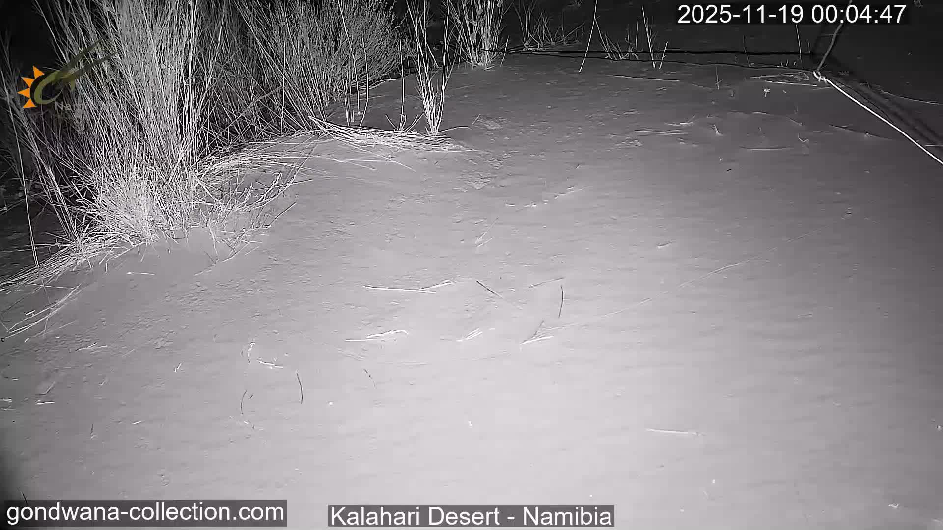 Natural Life in the Kalahari Desert (Gondwana Kalahari Park)  Live Cam - Mariental, Hardap, Namibia