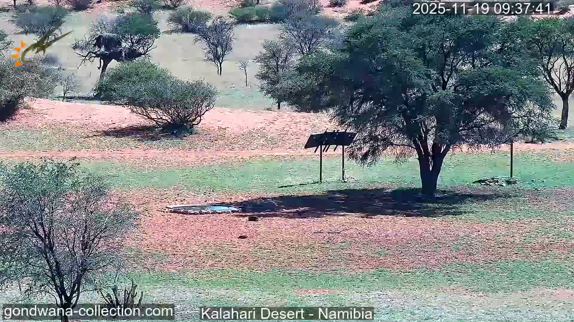 Natural Life in the Kalahari Desert (Gondwana Kalahari Park)  Live Cam - Mariental, Hardap, Namibia