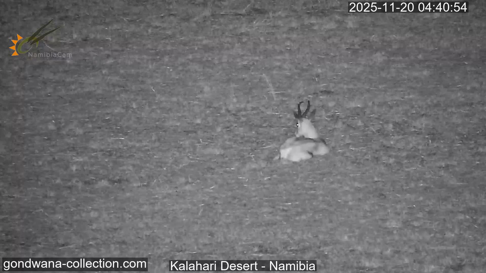 Natural Life in the Kalahari Desert (Gondwana Kalahari Park)  Live Cam - Mariental, Hardap, Namibia