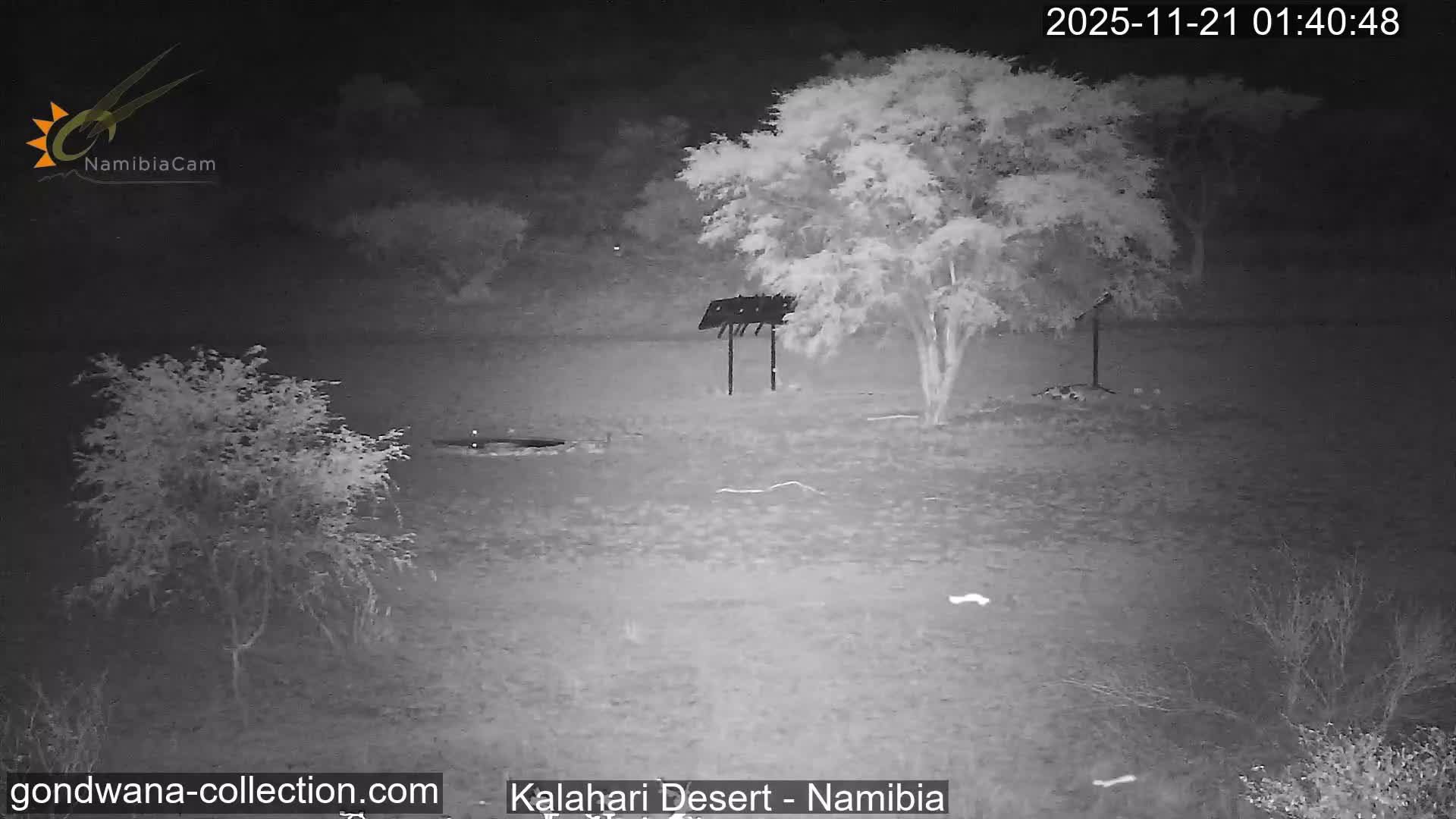 Natural Life in the Kalahari Desert (Gondwana Kalahari Park)  Live Cam - Mariental, Hardap, Namibia