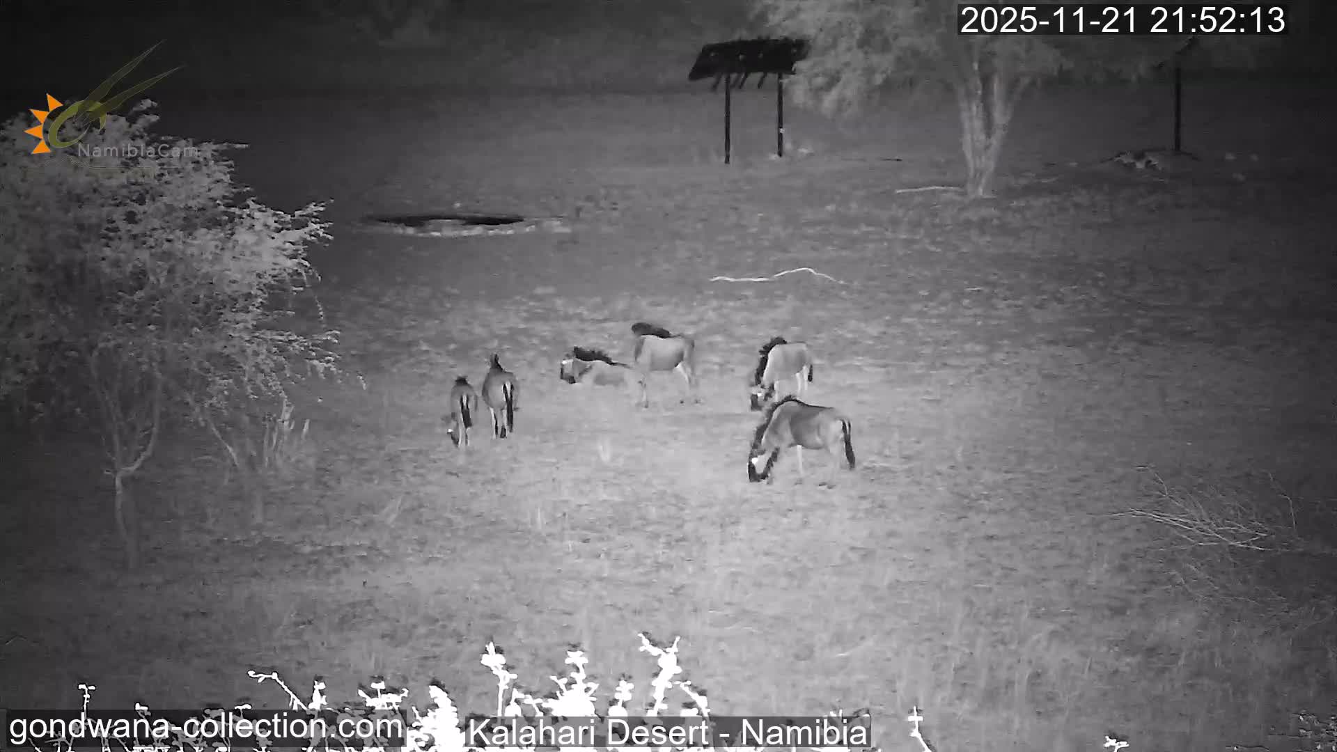 Natural Life in the Kalahari Desert (Gondwana Kalahari Park)  Live Cam - Mariental, Hardap, Namibia