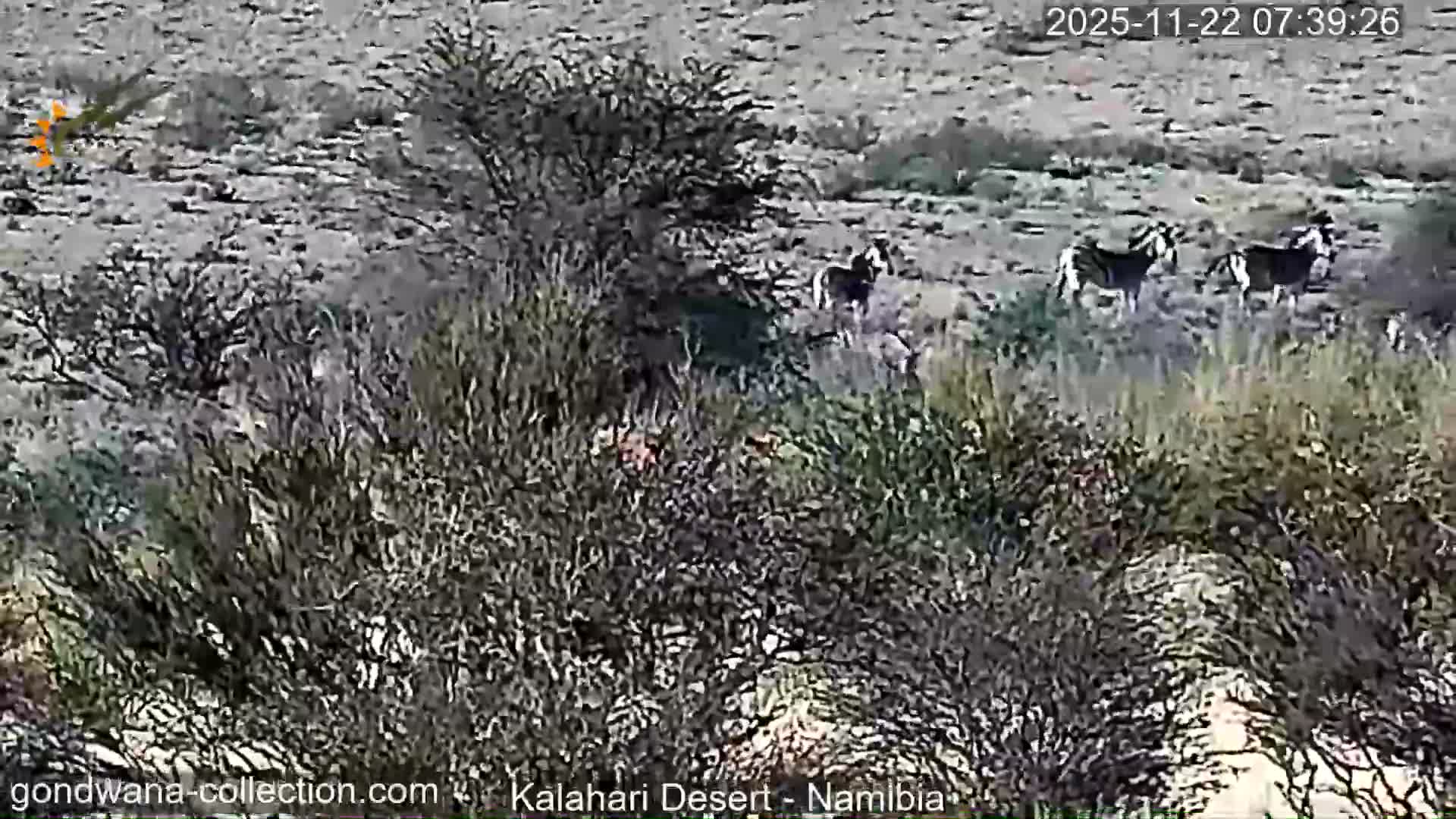 Natural Life in the Kalahari Desert (Gondwana Kalahari Park)  Live Cam - Mariental, Hardap, Namibia