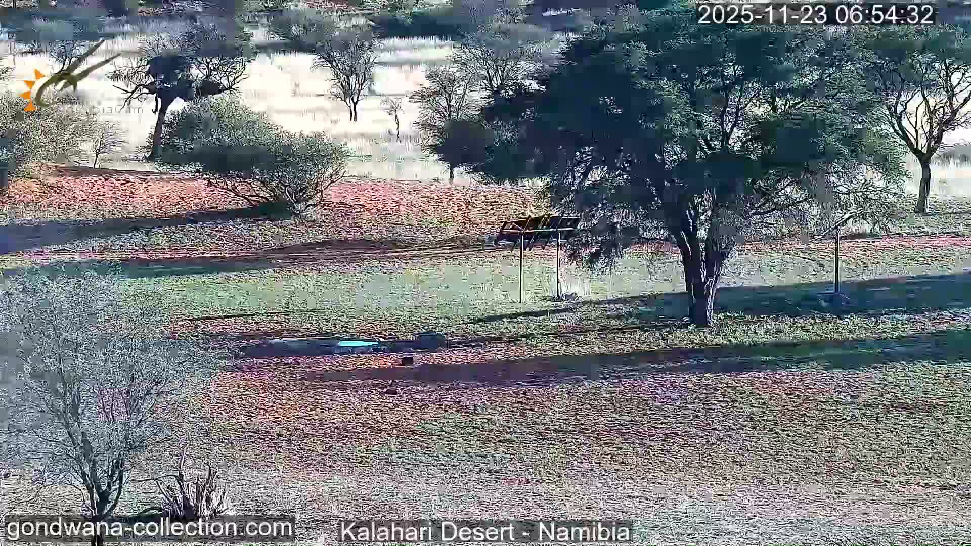 Natural Life in the Kalahari Desert (Gondwana Kalahari Park)  Live Cam - Mariental, Hardap, Namibia