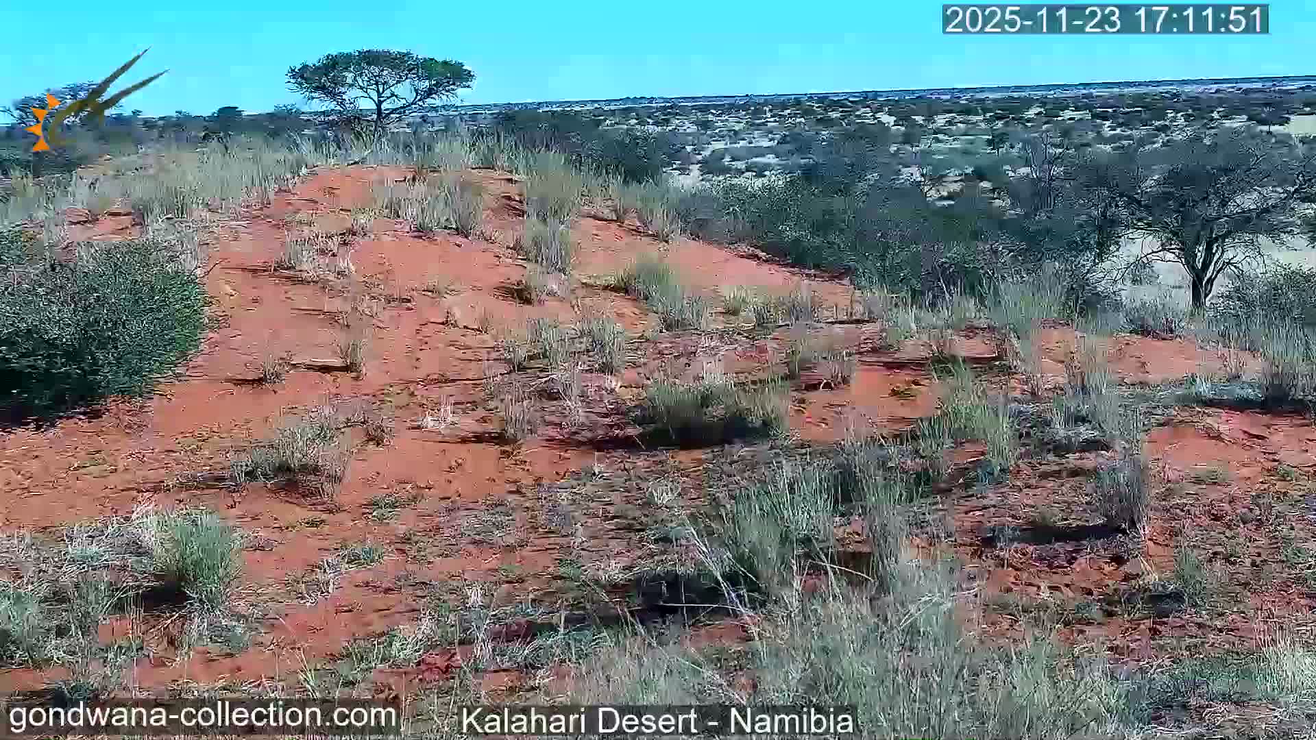 Natural Life in the Kalahari Desert (Gondwana Kalahari Park)  Live Cam - Mariental, Hardap, Namibia