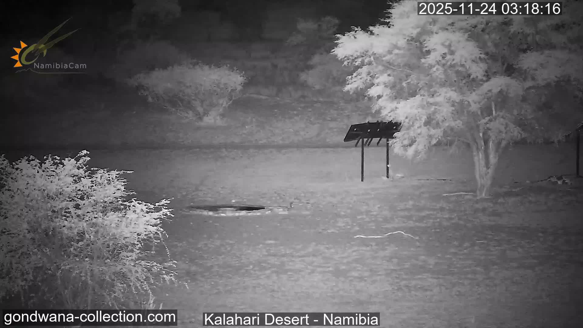 Natural Life in the Kalahari Desert (Gondwana Kalahari Park)  Live Cam - Mariental, Hardap, Namibia
