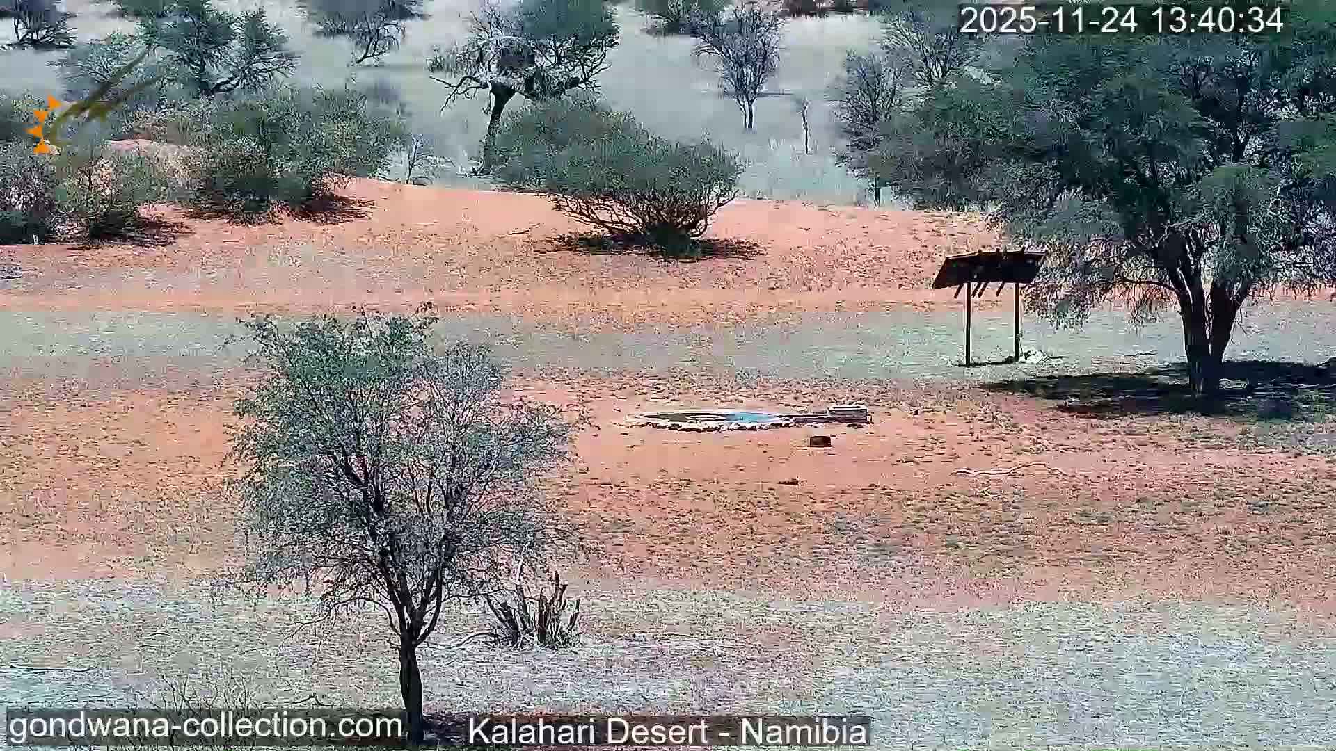 Natural Life in the Kalahari Desert (Gondwana Kalahari Park)  Live Cam - Mariental, Hardap, Namibia