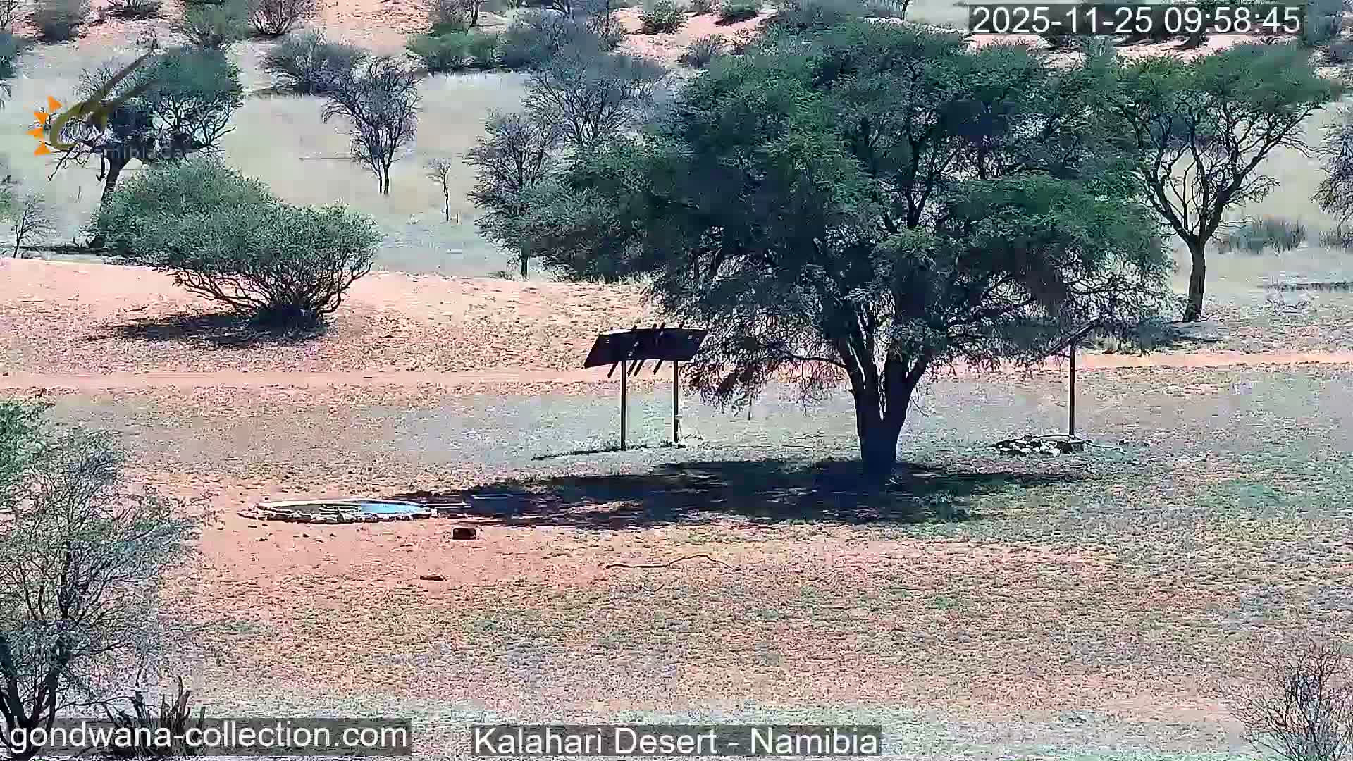 Natural Life in the Kalahari Desert (Gondwana Kalahari Park)  Live Cam - Mariental, Hardap, Namibia