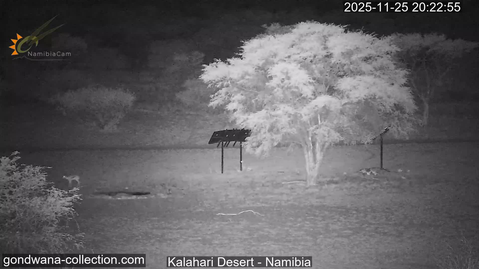 Natural Life in the Kalahari Desert (Gondwana Kalahari Park)  Live Cam - Mariental, Hardap, Namibia