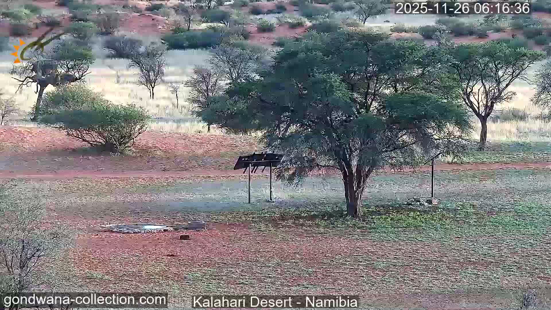 Natural Life in the Kalahari Desert (Gondwana Kalahari Park)  Live Cam - Mariental, Hardap, Namibia