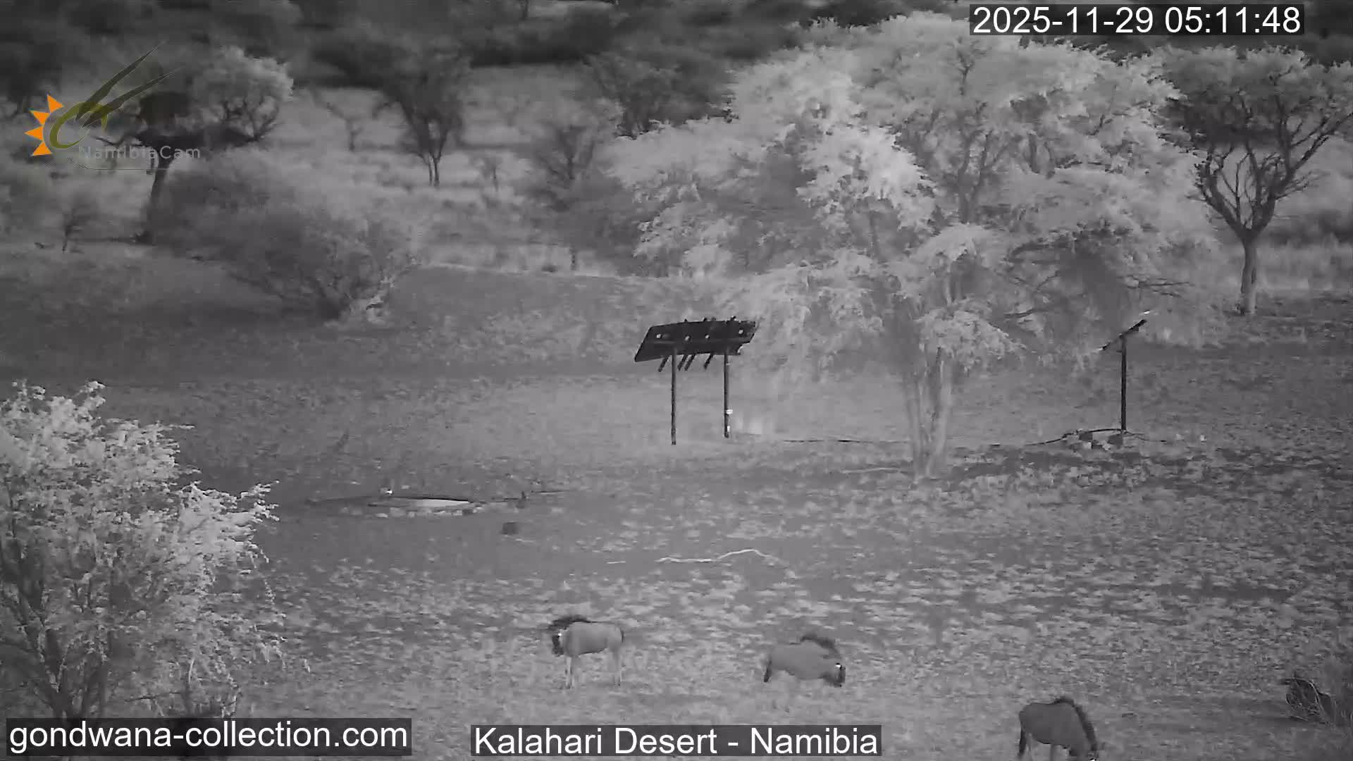 Natural Life in the Kalahari Desert (Gondwana Kalahari Park)  Live Cam - Mariental, Hardap, Namibia
