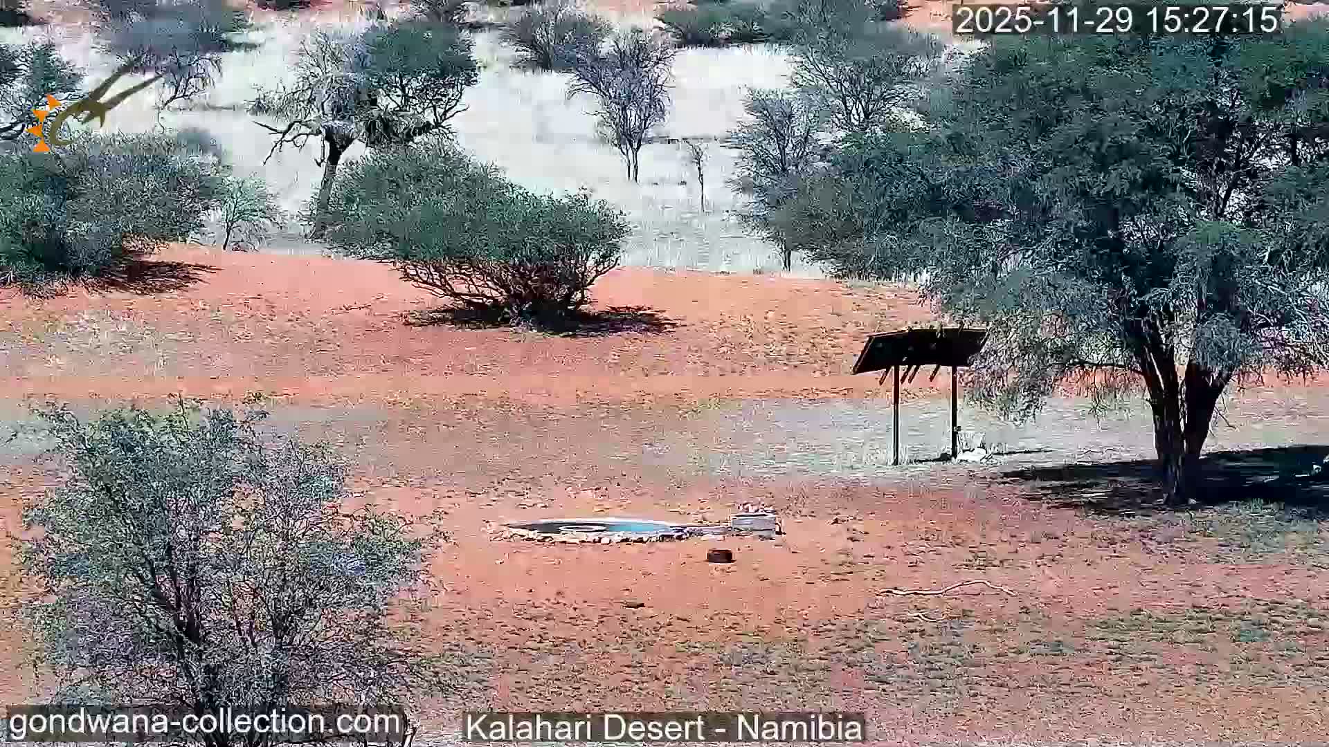 Natural Life in the Kalahari Desert (Gondwana Kalahari Park)  Live Cam - Mariental, Hardap, Namibia