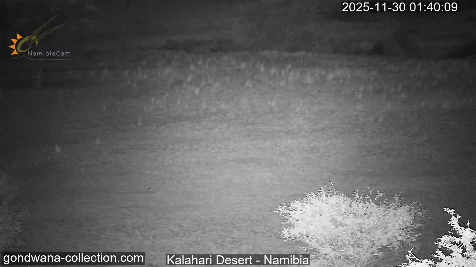 Natural Life in the Kalahari Desert (Gondwana Kalahari Park)  Live Cam - Mariental, Hardap, Namibia