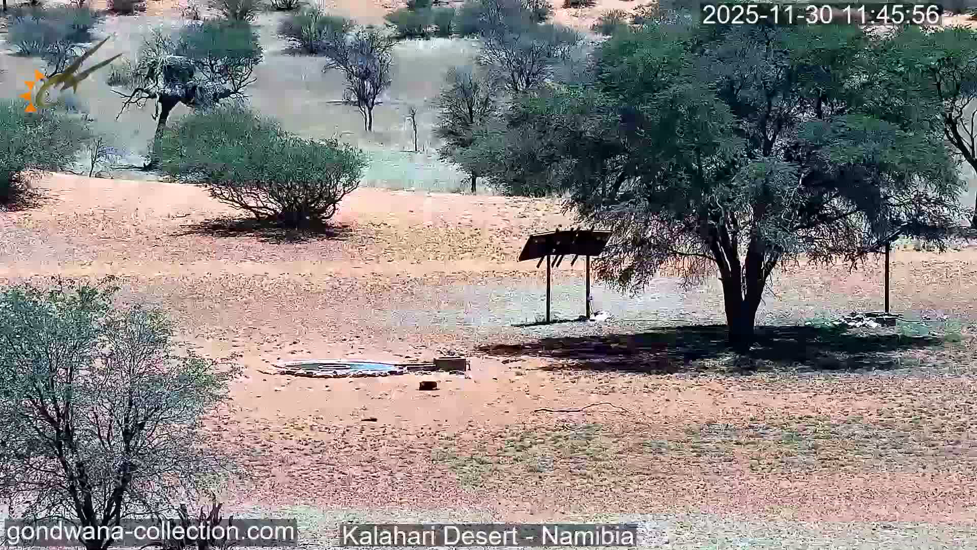 A clear and sunny arid landscape with scattered trees and bushes features a small watering hole and an elevated dark panel structure.