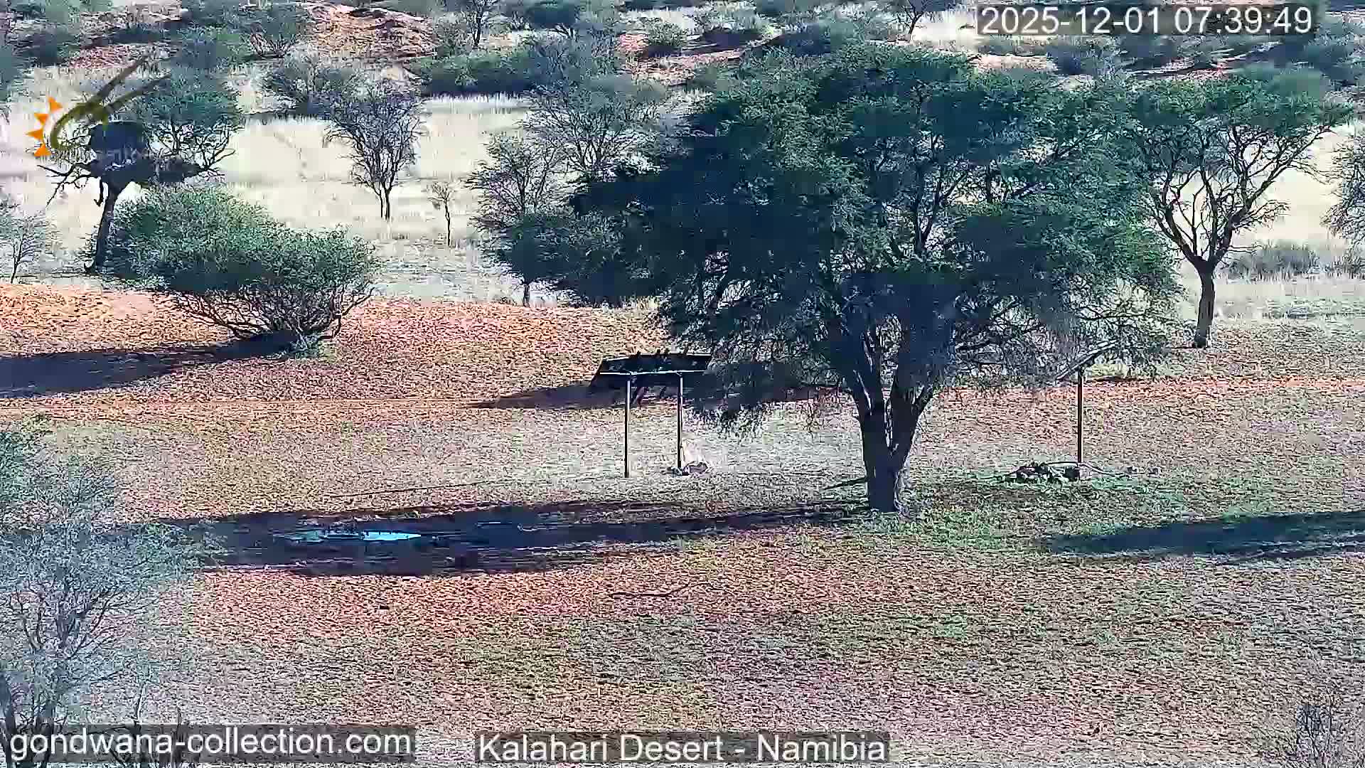 Natural Life in the Kalahari Desert (Gondwana Kalahari Park)  Live Cam - Mariental, Hardap, Namibia
