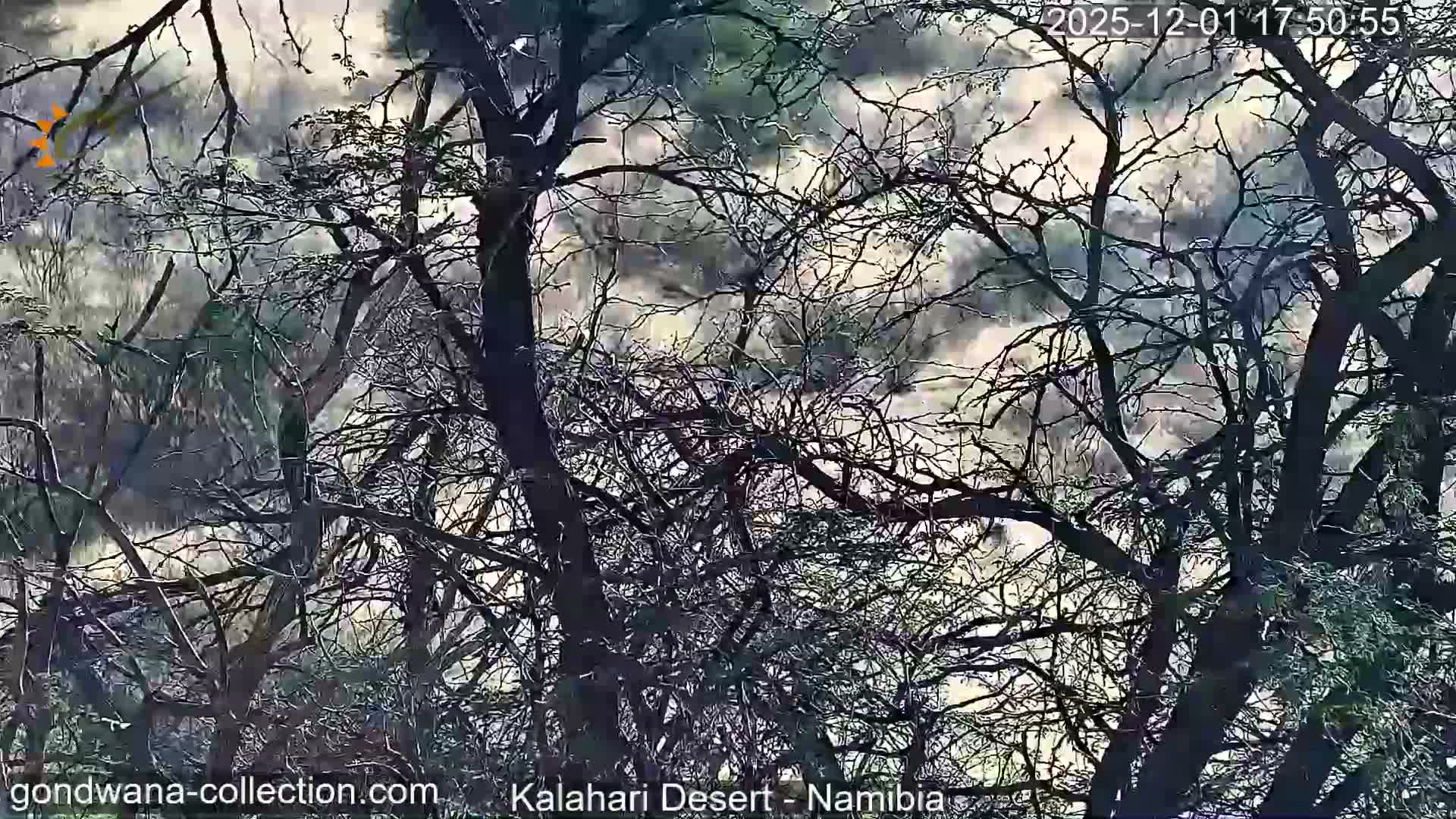 Natural Life in the Kalahari Desert (Gondwana Kalahari Park)  Live Cam - Mariental, Hardap, Namibia