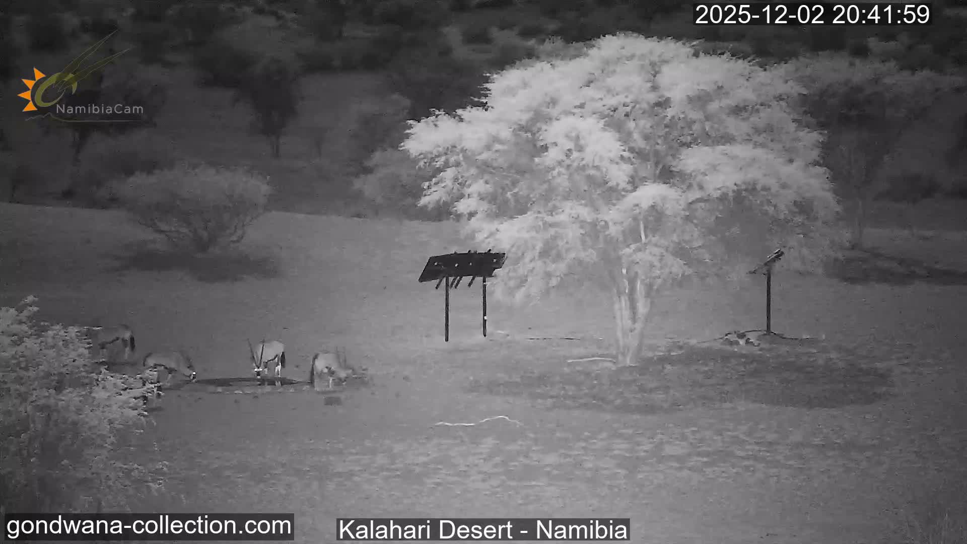 Natural Life in the Kalahari Desert (Gondwana Kalahari Park)  Live Cam - Mariental, Hardap, Namibia