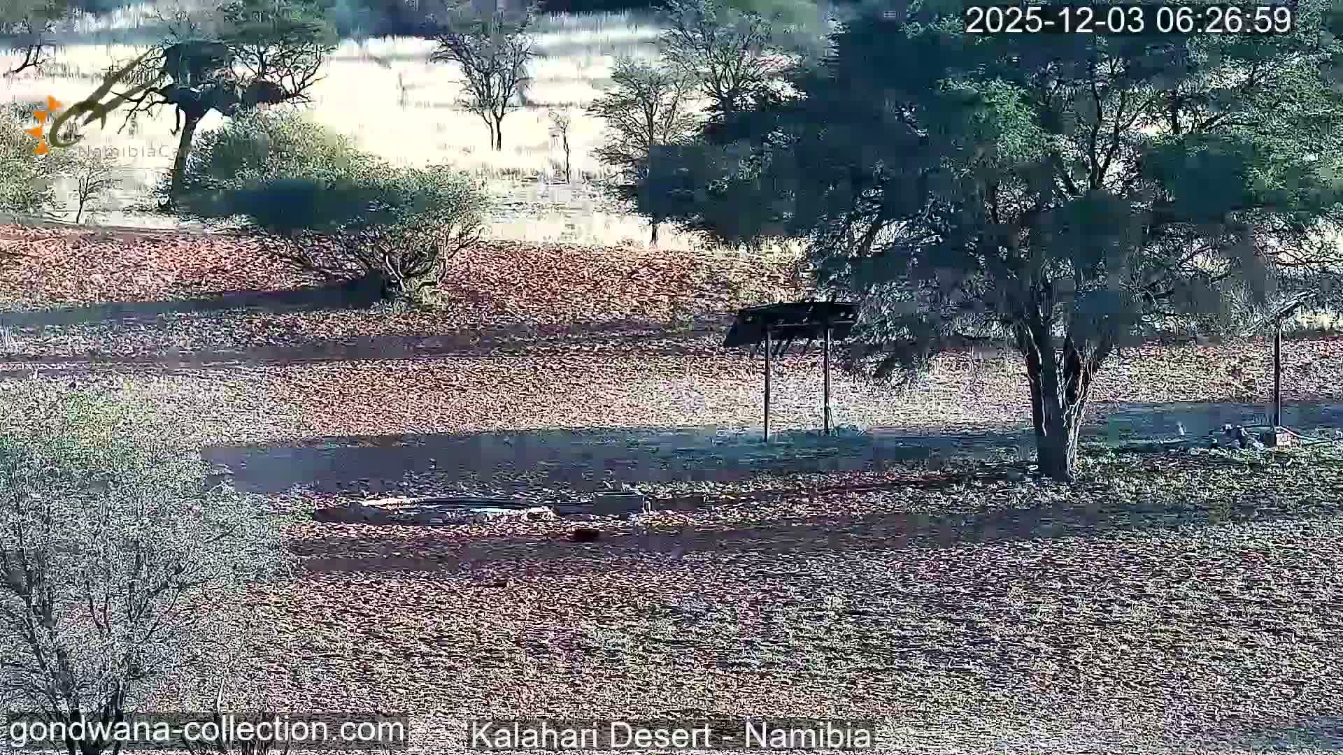 Natural Life in the Kalahari Desert (Gondwana Kalahari Park)  Live Cam - Mariental, Hardap, Namibia
