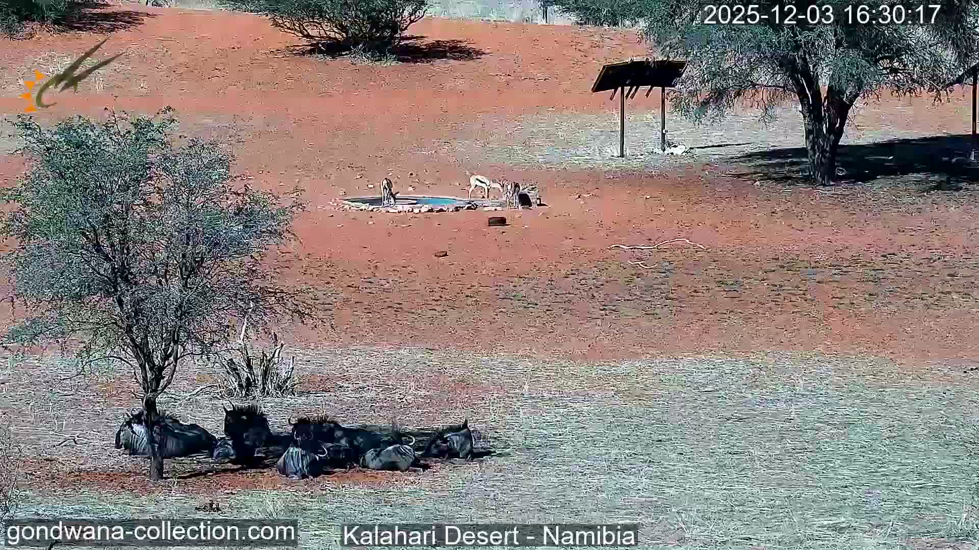 Natural Life in the Kalahari Desert (Gondwana Kalahari Park)  Live Cam - Mariental, Hardap, Namibia