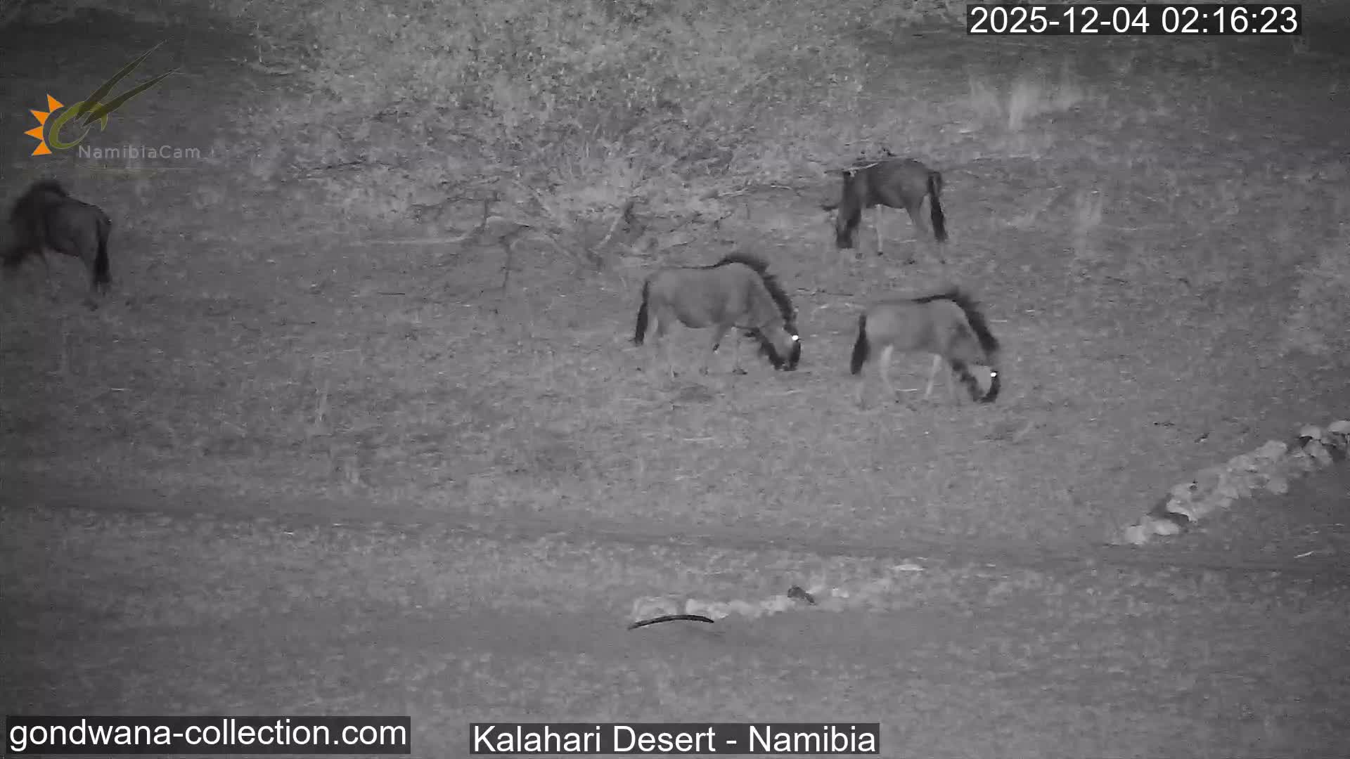 Natural Life in the Kalahari Desert (Gondwana Kalahari Park)  Live Cam - Mariental, Hardap, Namibia