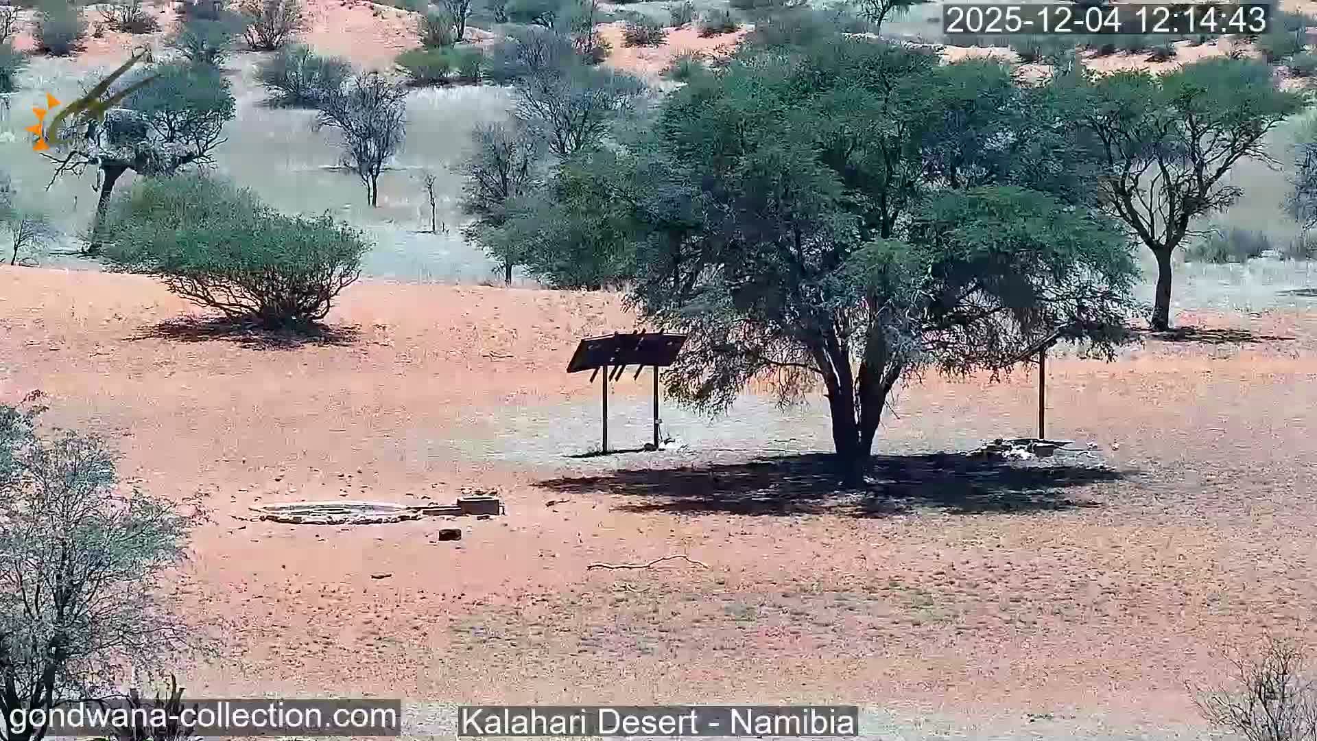 The image shows a dry, sun-drenched desert landscape with sparse green trees and shrubs, a small water trough or feeding station, and a watering hole under bright, clear weather conditions.