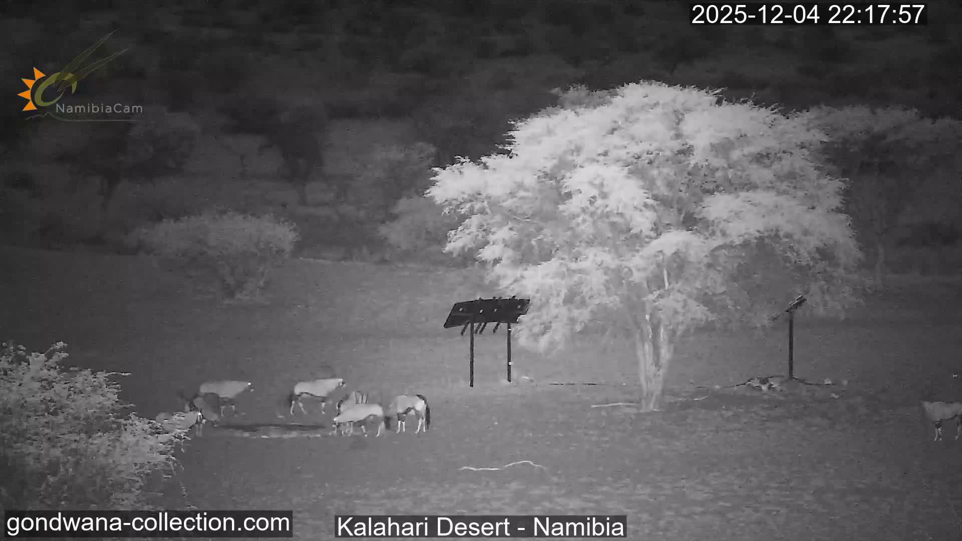 Natural Life in the Kalahari Desert (Gondwana Kalahari Park)  Live Cam - Mariental, Hardap, Namibia