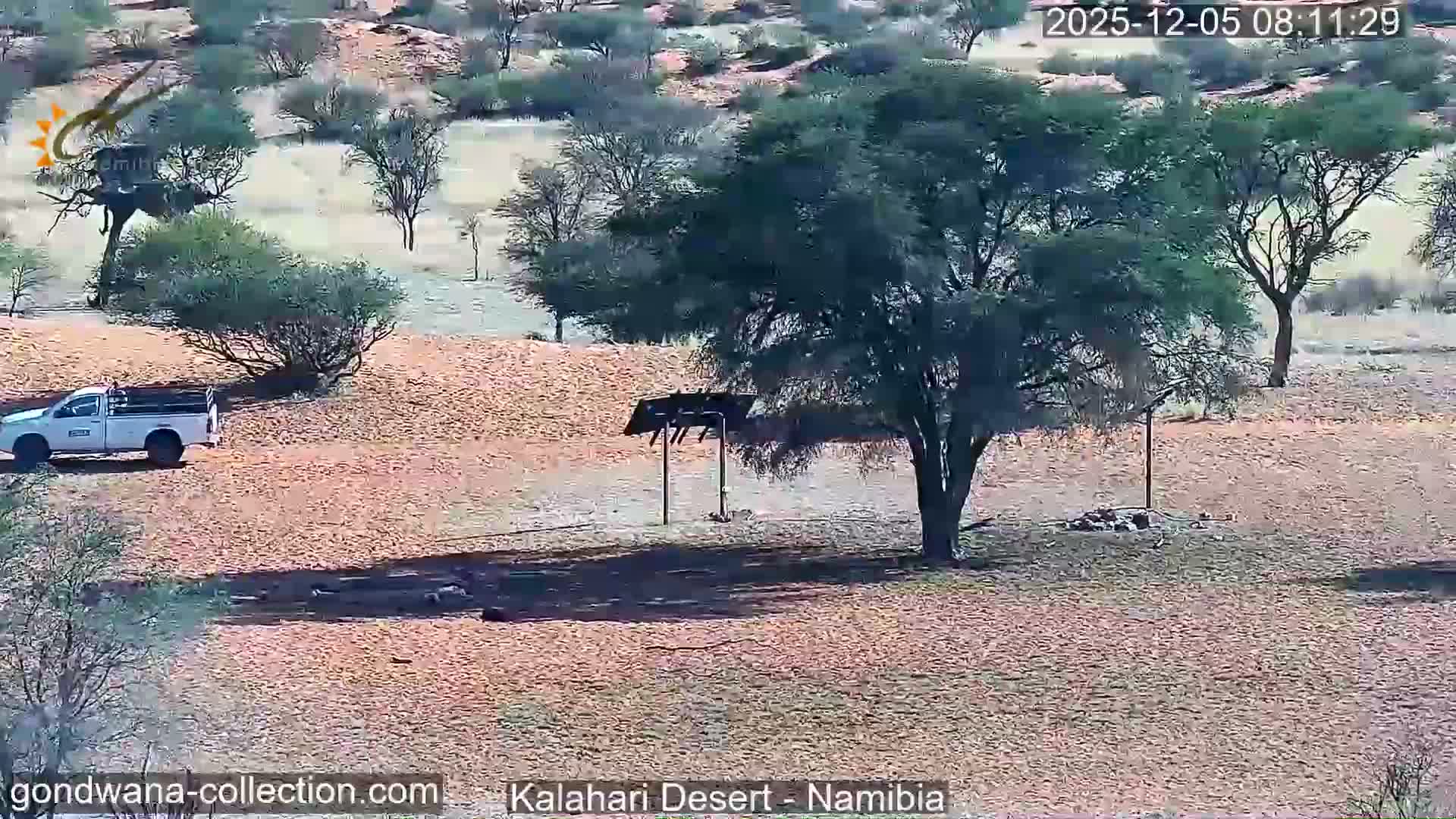 Natural Life in the Kalahari Desert (Gondwana Kalahari Park)  Live Cam - Mariental, Hardap, Namibia