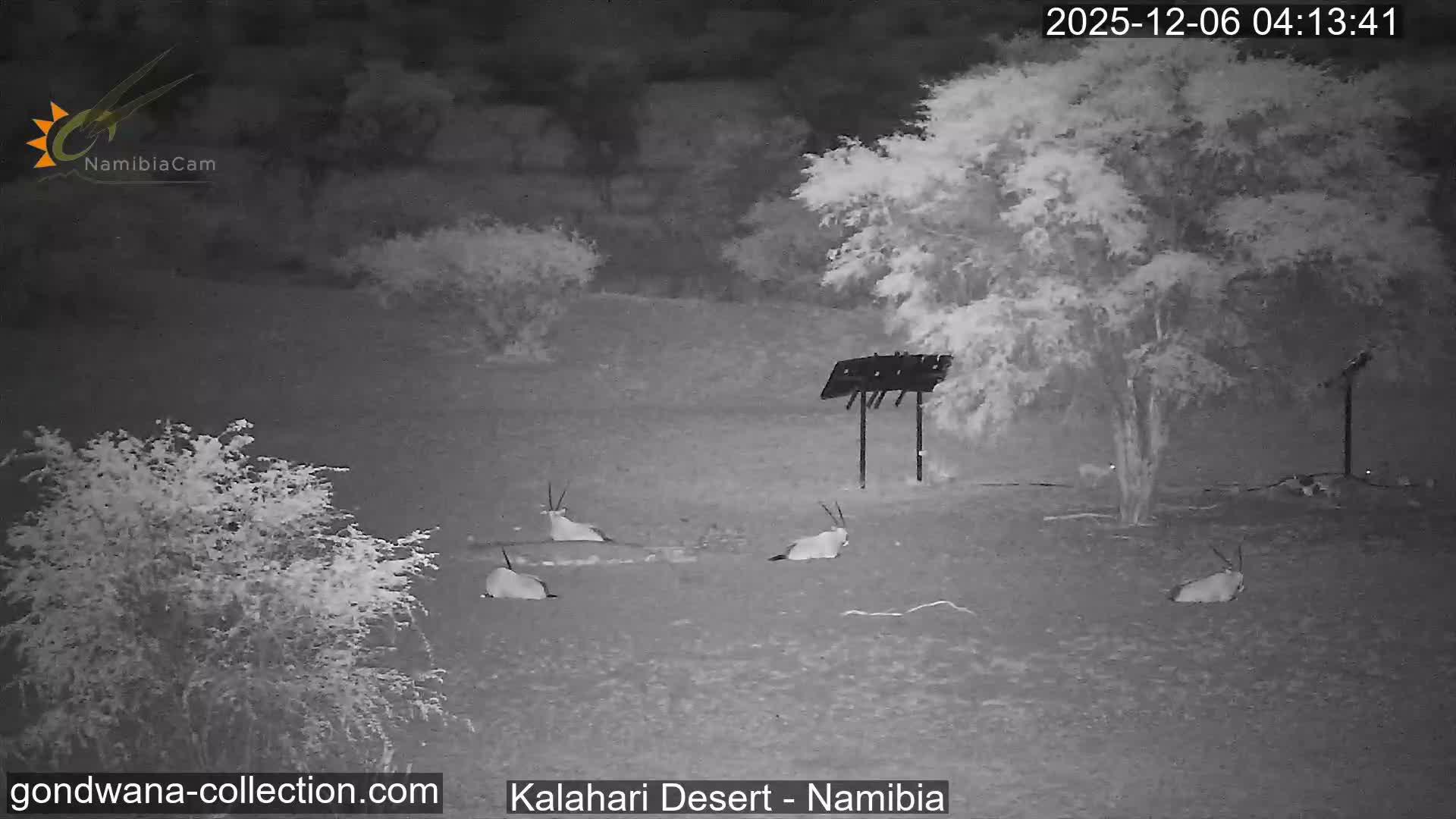 Natural Life in the Kalahari Desert (Gondwana Kalahari Park)  Live Cam - Mariental, Hardap, Namibia