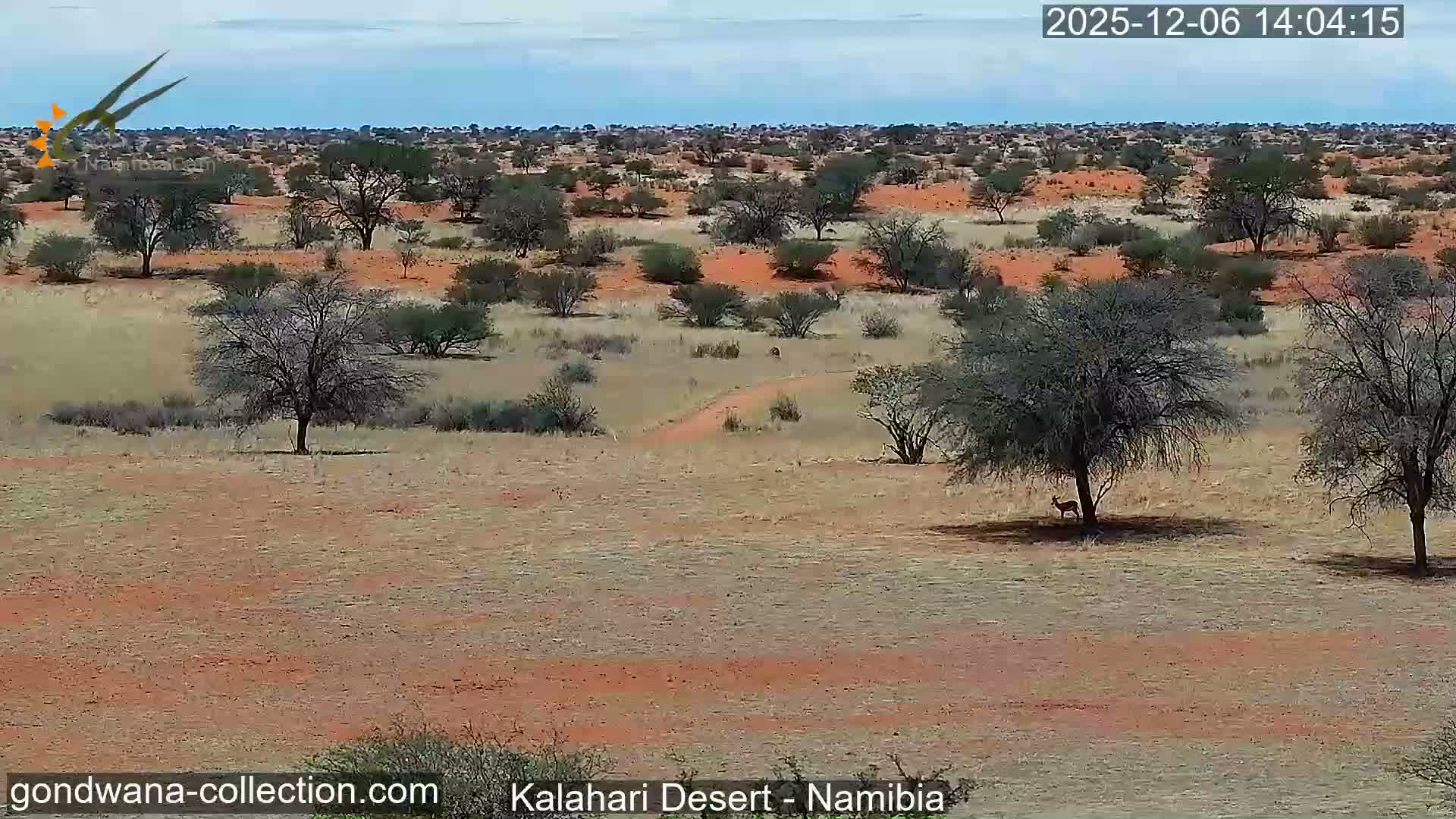 Natural Life in the Kalahari Desert (Gondwana Kalahari Park)  Live Cam - Mariental, Hardap, Namibia
