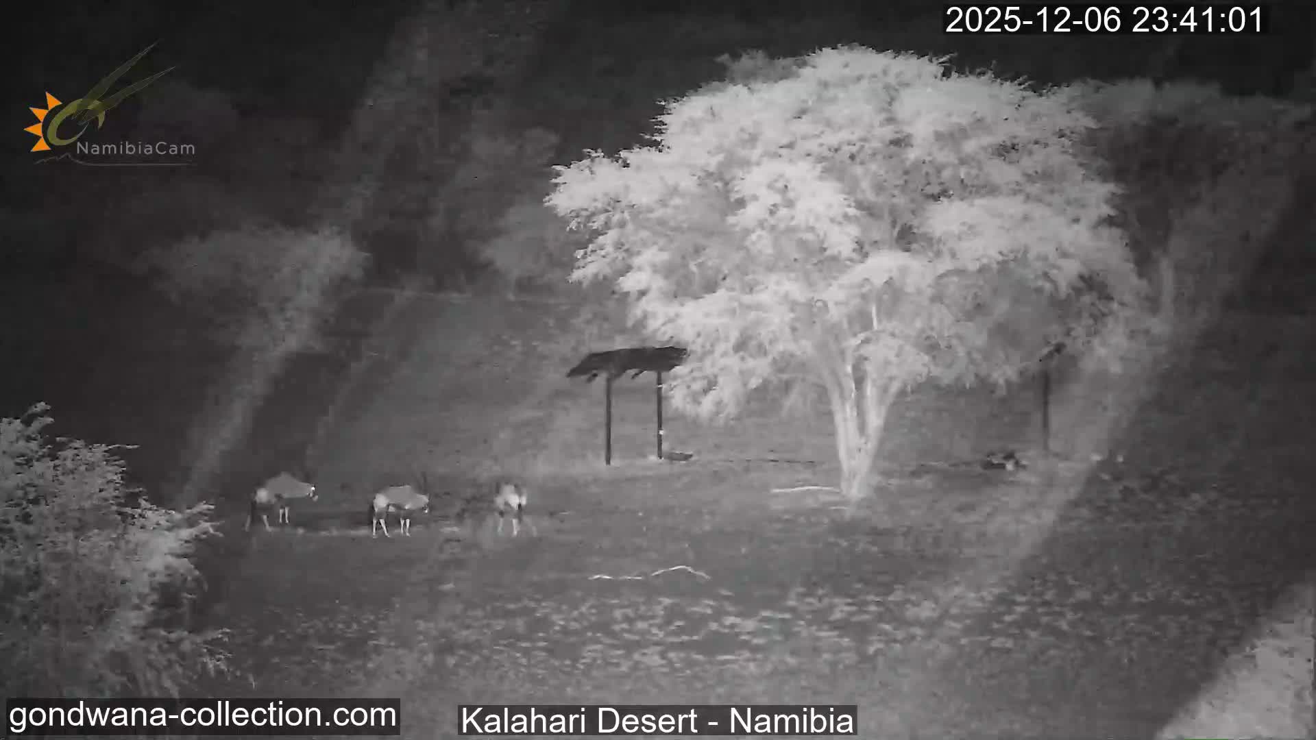 Natural Life in the Kalahari Desert (Gondwana Kalahari Park)  Live Cam - Mariental, Hardap, Namibia
