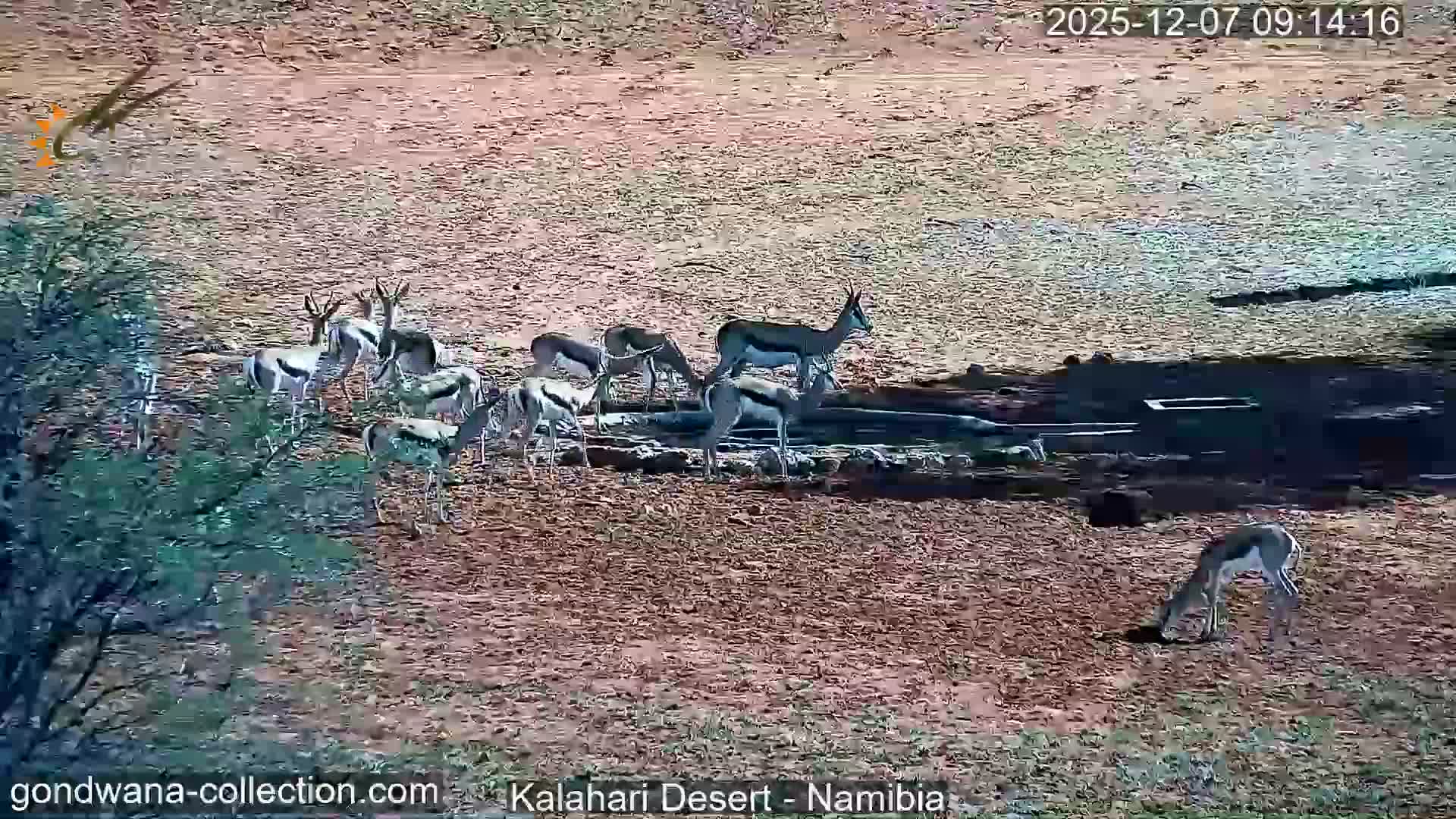 Natural Life in the Kalahari Desert (Gondwana Kalahari Park)  Live Cam - Mariental, Hardap, Namibia